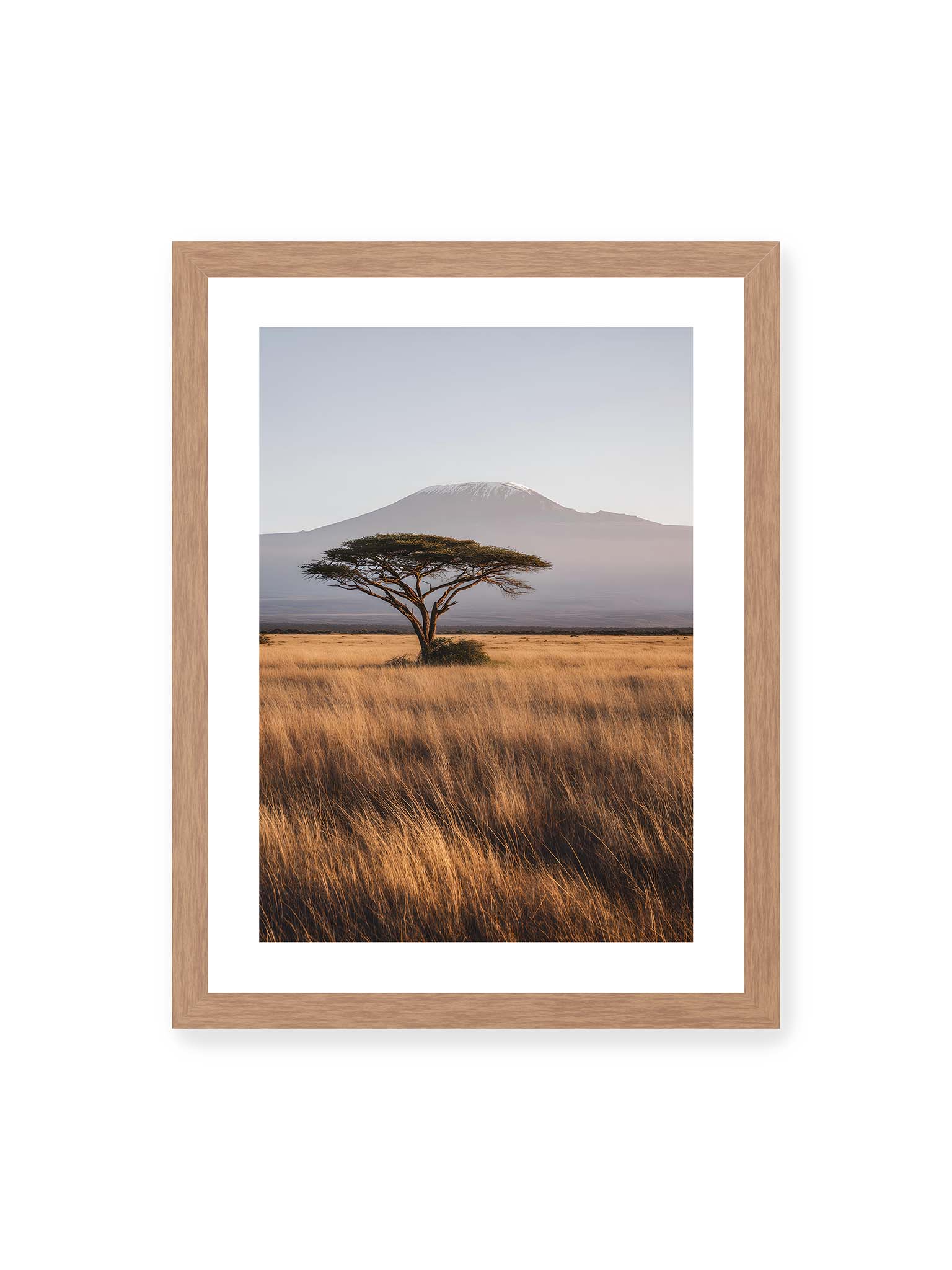 30x40 cm, weißer Galerie-Rand, Eichenrahmen – Einzelne Akazie in weiter Savanne mit Kilimandscharo im Hintergrund und goldenem Gras im weichen Licht.