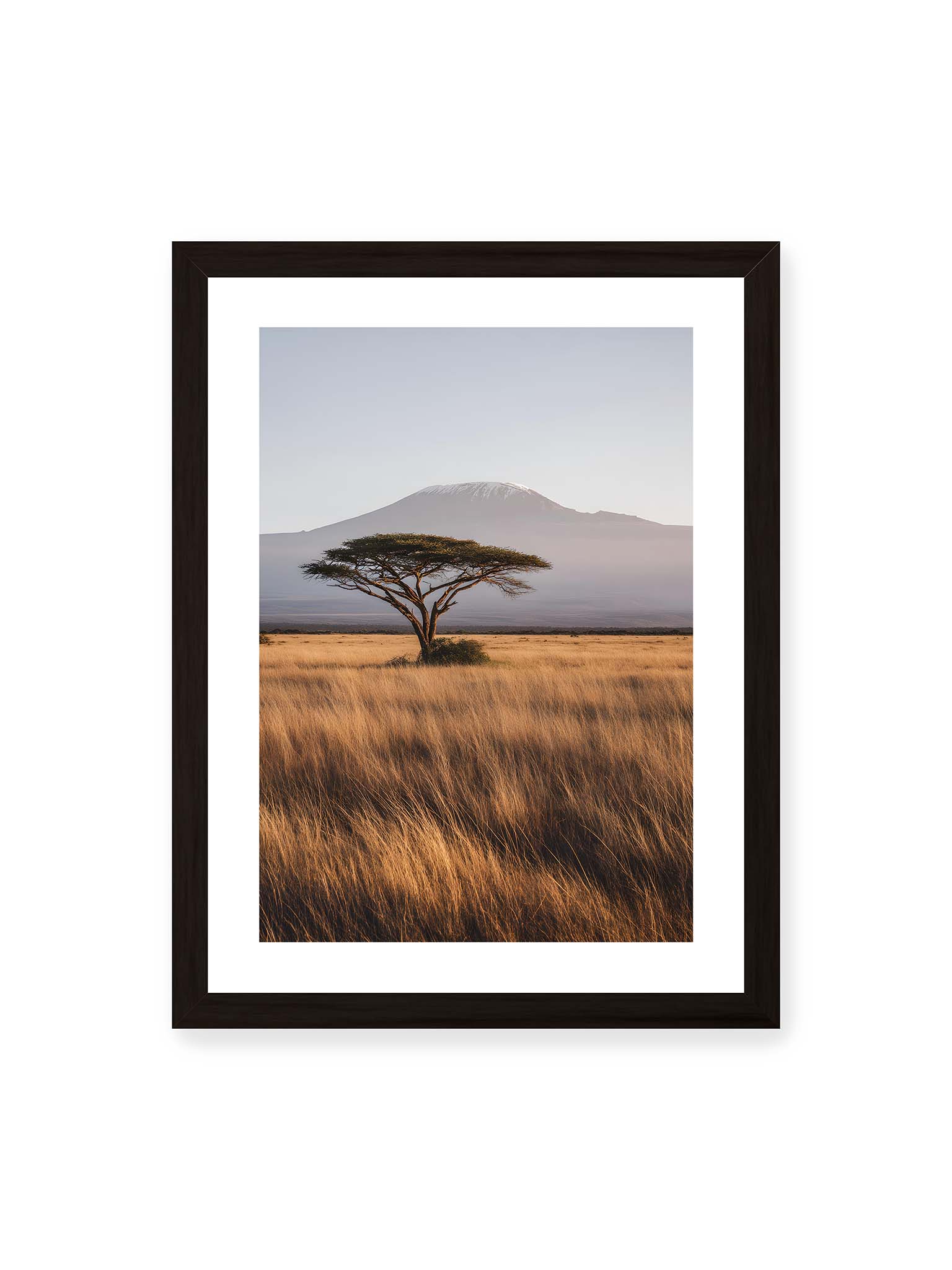 30x40 cm, weißer Galerie-Rand, schwarzer Rahmen – Einzelne Akazie in weiter Savanne mit Kilimandscharo im Hintergrund und goldenem Gras im weichen Licht.