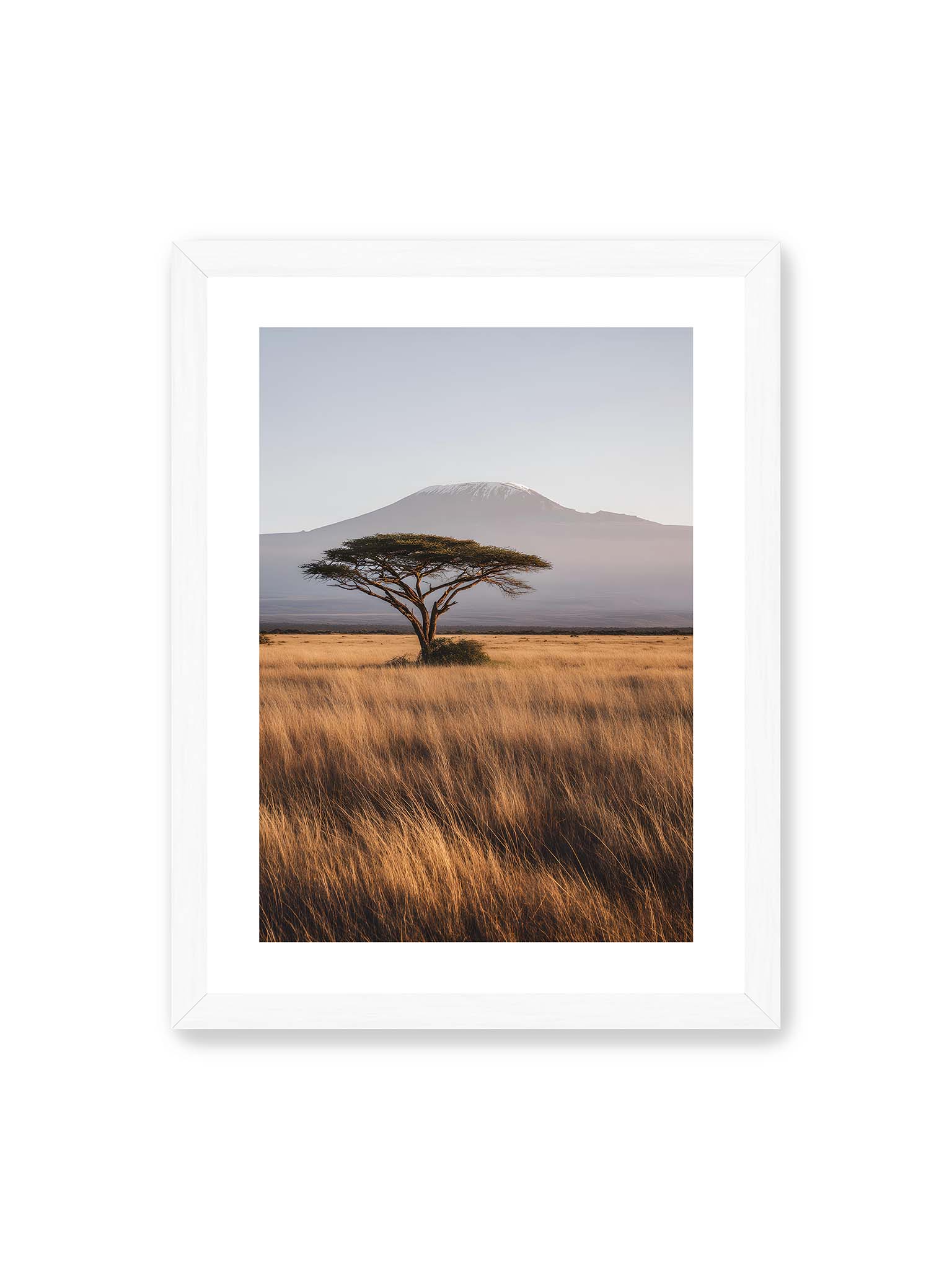 30x40 cm, weißer Galerie-Rand, weißer Rahmen – Einzelne Akazie in weiter Savanne mit Kilimandscharo im Hintergrund und goldenem Gras im weichen Licht.