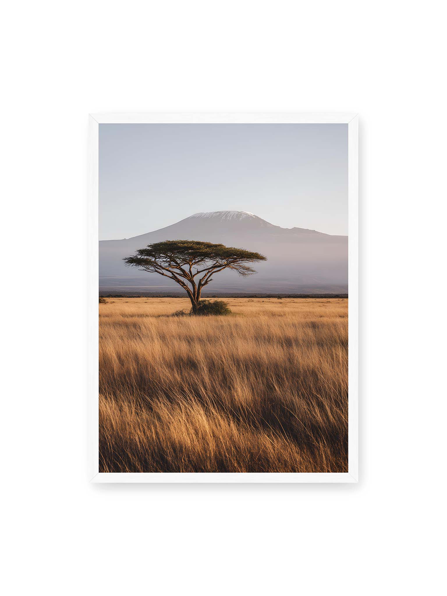 50x70 cm, weißer Rahmen – Einzelne Akazie in weiter Savanne mit Kilimandscharo im Hintergrund und goldenem Gras im weichen Licht.