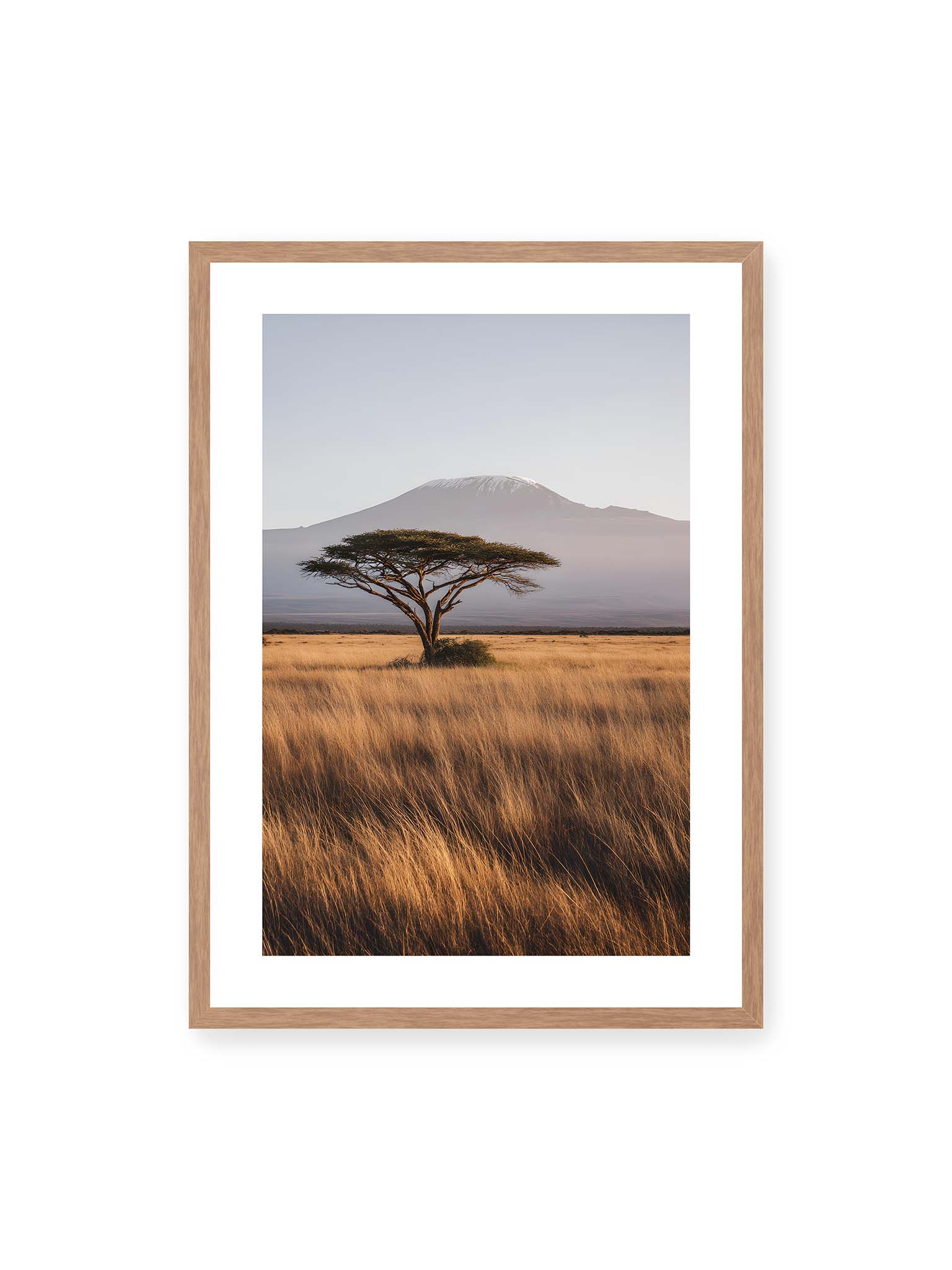 50x70 cm, weißer Galerie-Rand, Eichenrahmen – Einzelne Akazie in weiter Savanne mit Kilimandscharo im Hintergrund und goldenem Gras im weichen Licht.
