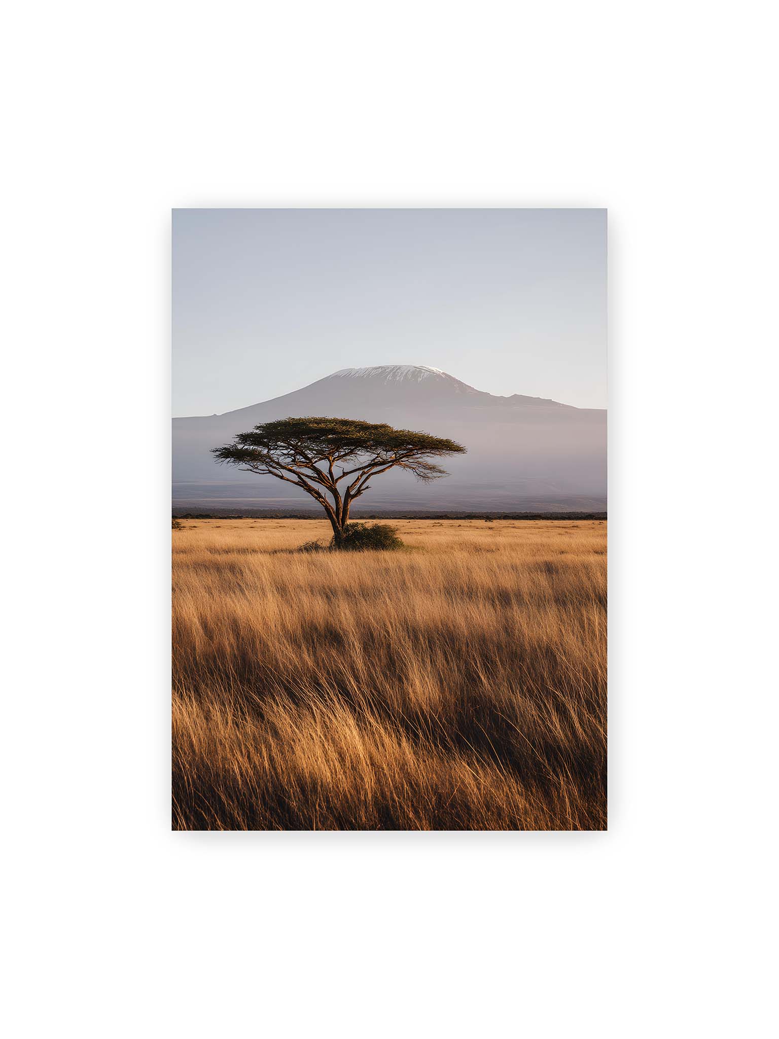 70x100 cm – Einzelne Akazie in weiter Savanne mit Kilimandscharo im Hintergrund und goldenem Gras im weichen Licht.