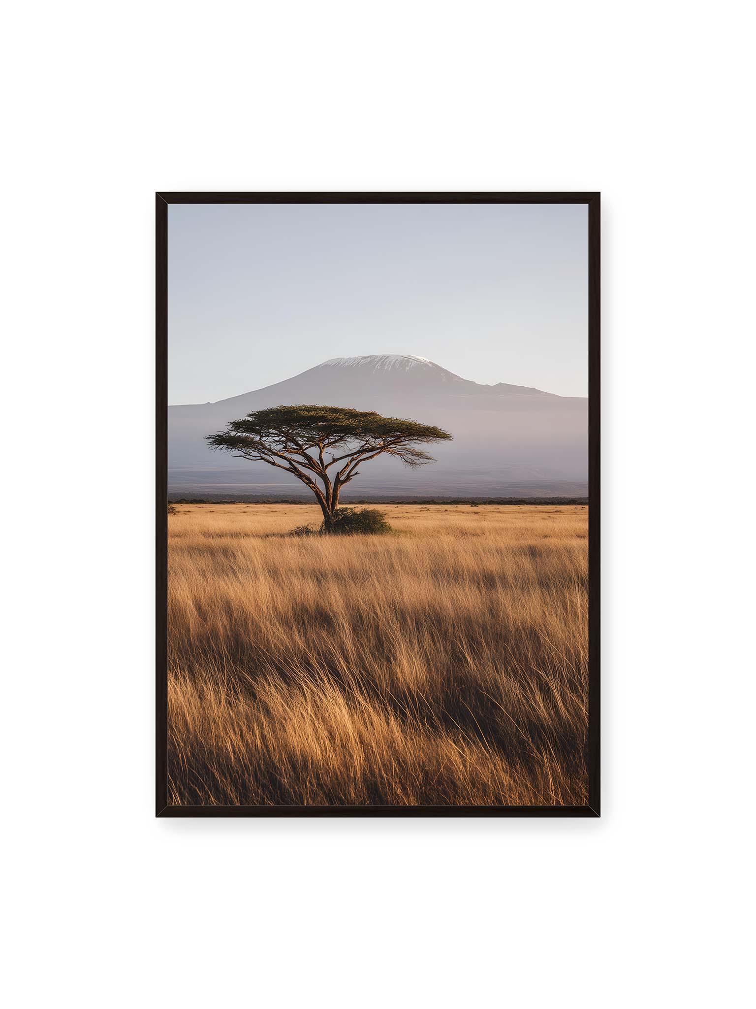 70x100 cm, schwarzer Rahmen – Einzelne Akazie in weiter Savanne mit Kilimandscharo im Hintergrund und goldenem Gras im weichen Licht.
