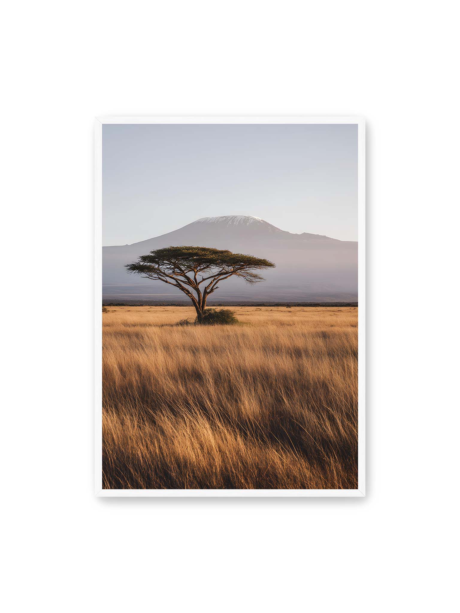 70x100 cm, weißer Rahmen – Einzelne Akazie in weiter Savanne mit Kilimandscharo im Hintergrund und goldenem Gras im weichen Licht.