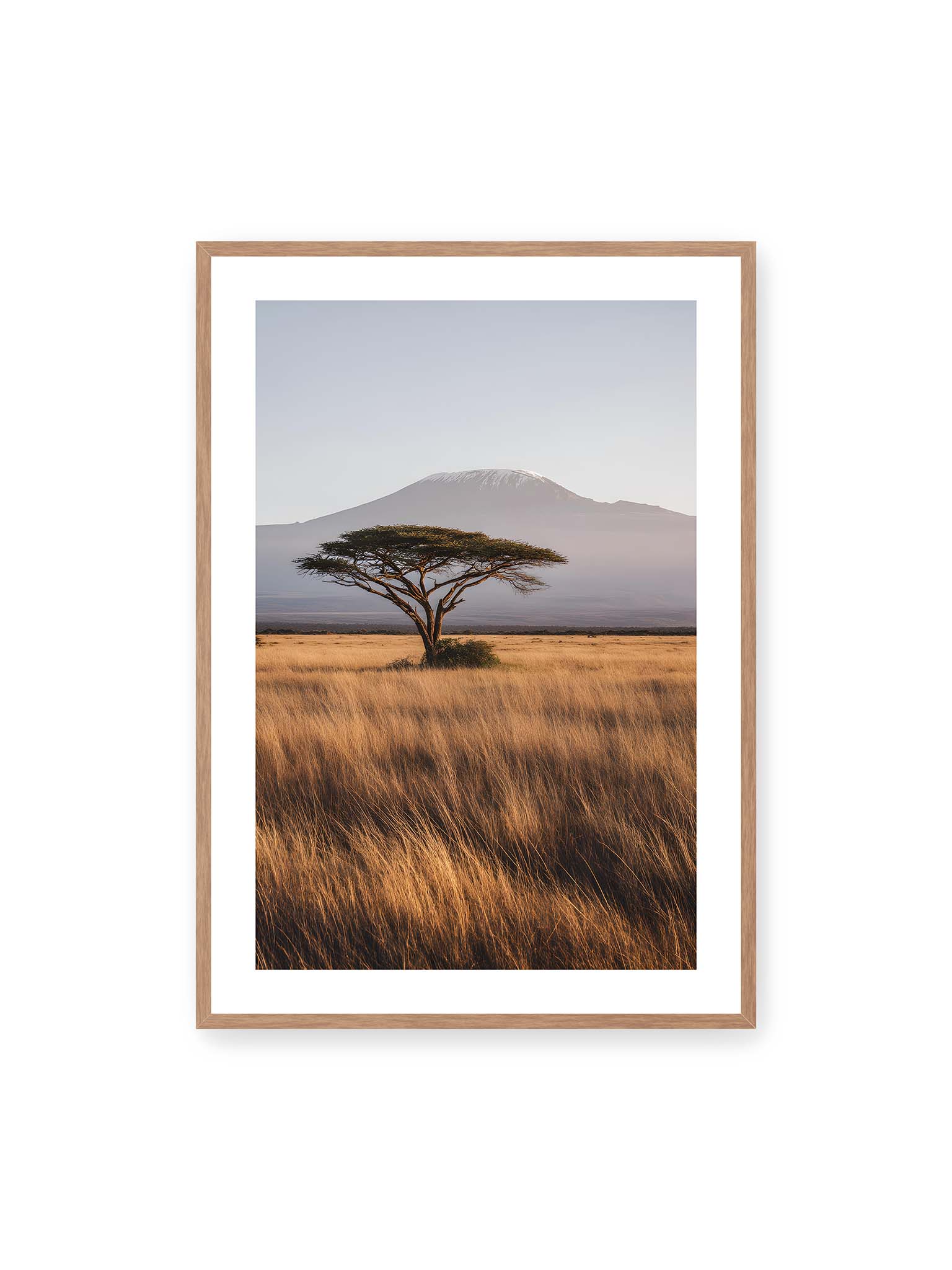 70x100 cm, weißer Galerie-Rand, Eichenrahmen – Einzelne Akazie in weiter Savanne mit Kilimandscharo im Hintergrund und goldenem Gras im weichen Licht.
