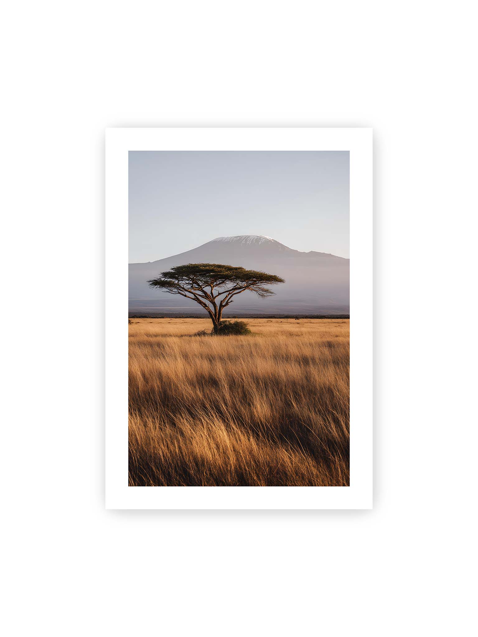 70x100 cm, weißer Galerie-Rand – Einzelne Akazie in weiter Savanne mit Kilimandscharo im Hintergrund und goldenem Gras im weichen Licht.