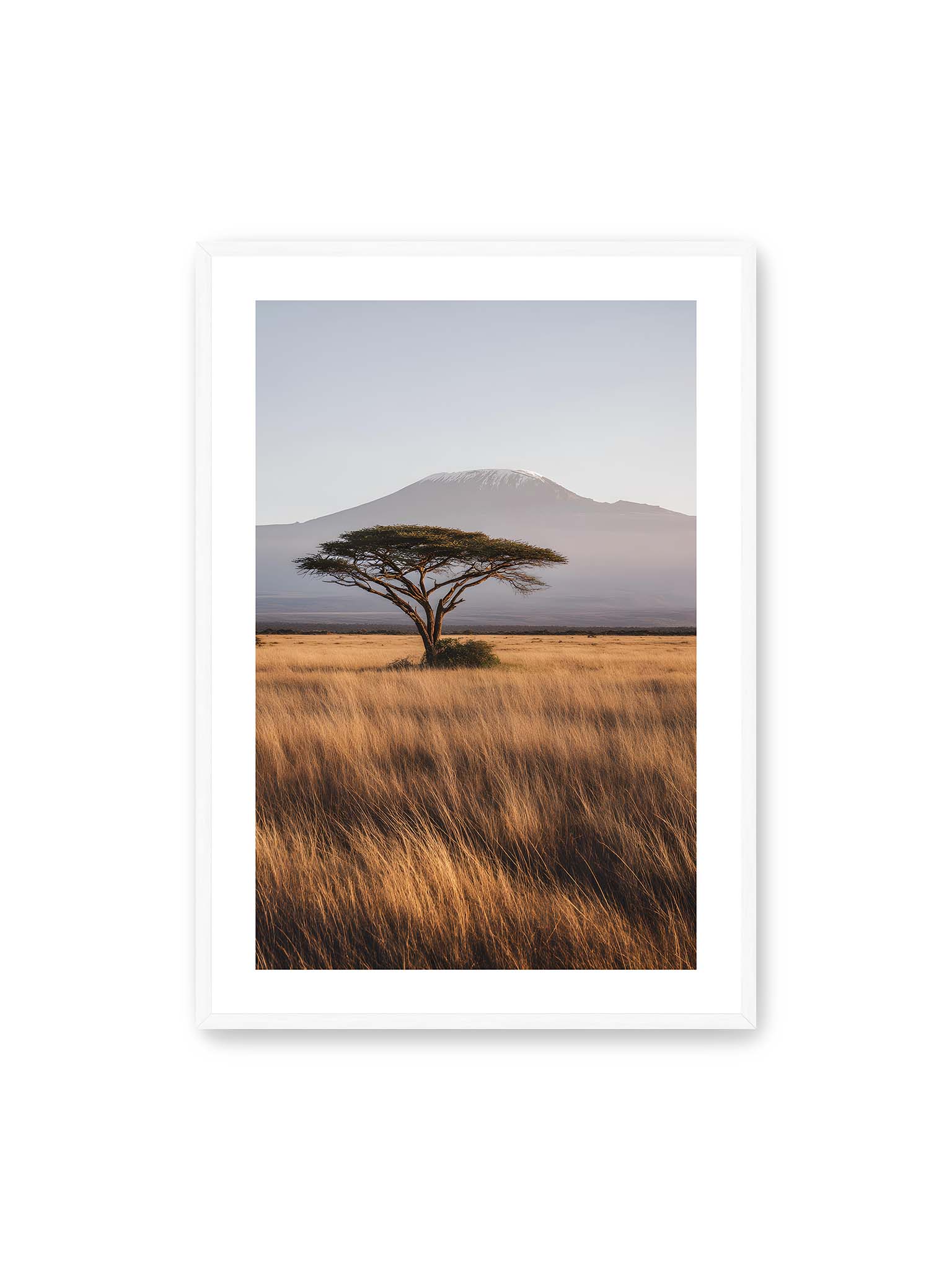 70x100 cm, weißer Galerie-Rand, weißer Rahmen – Einzelne Akazie in weiter Savanne mit Kilimandscharo im Hintergrund und goldenem Gras im weichen Licht.