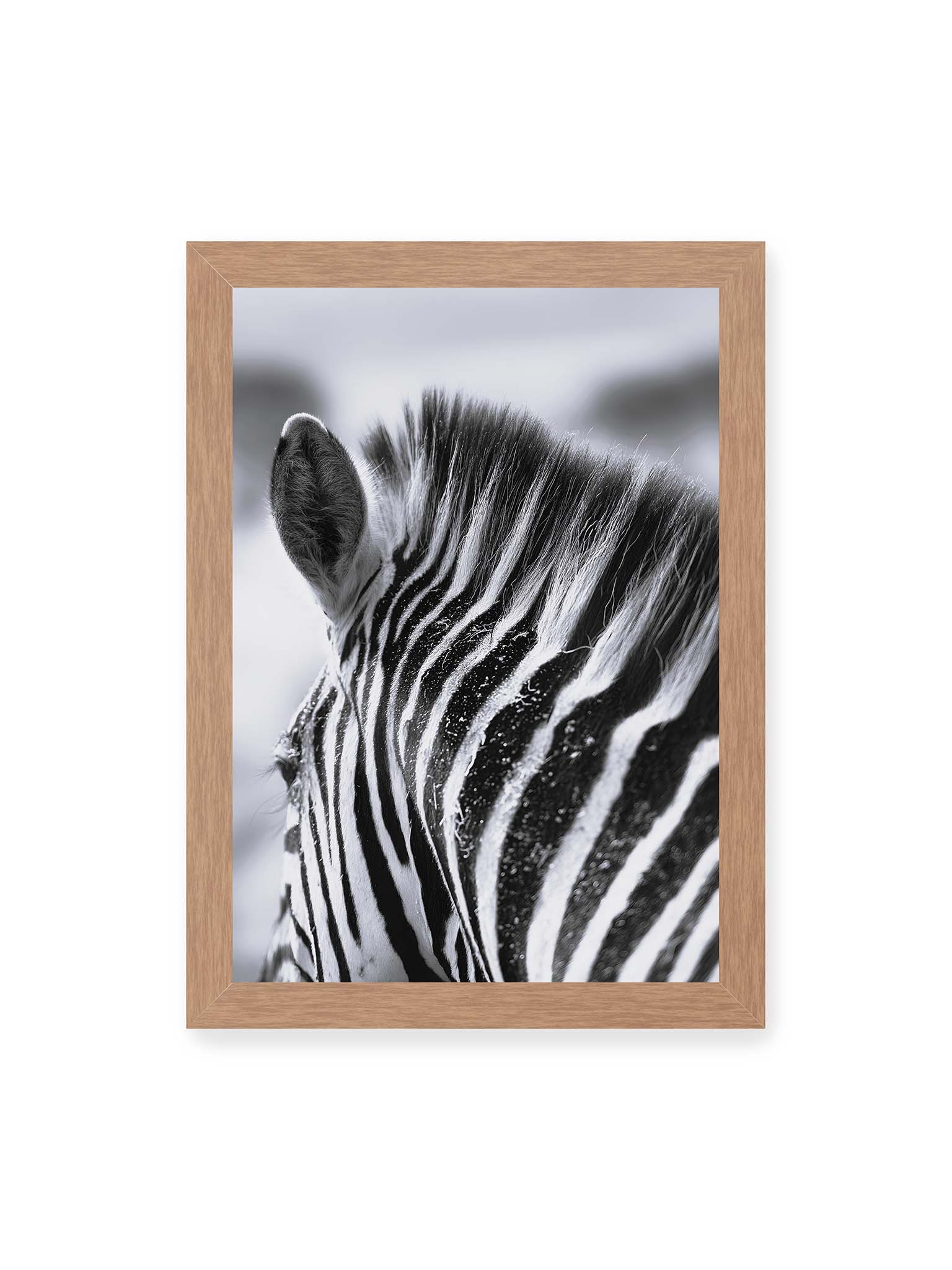 21x30 cm, Eichenrahmen – Nahaufnahme eines Zebras mit kontrastreichen schwarzen und weißen Streifen und sichtbarer Mähne im Detail.