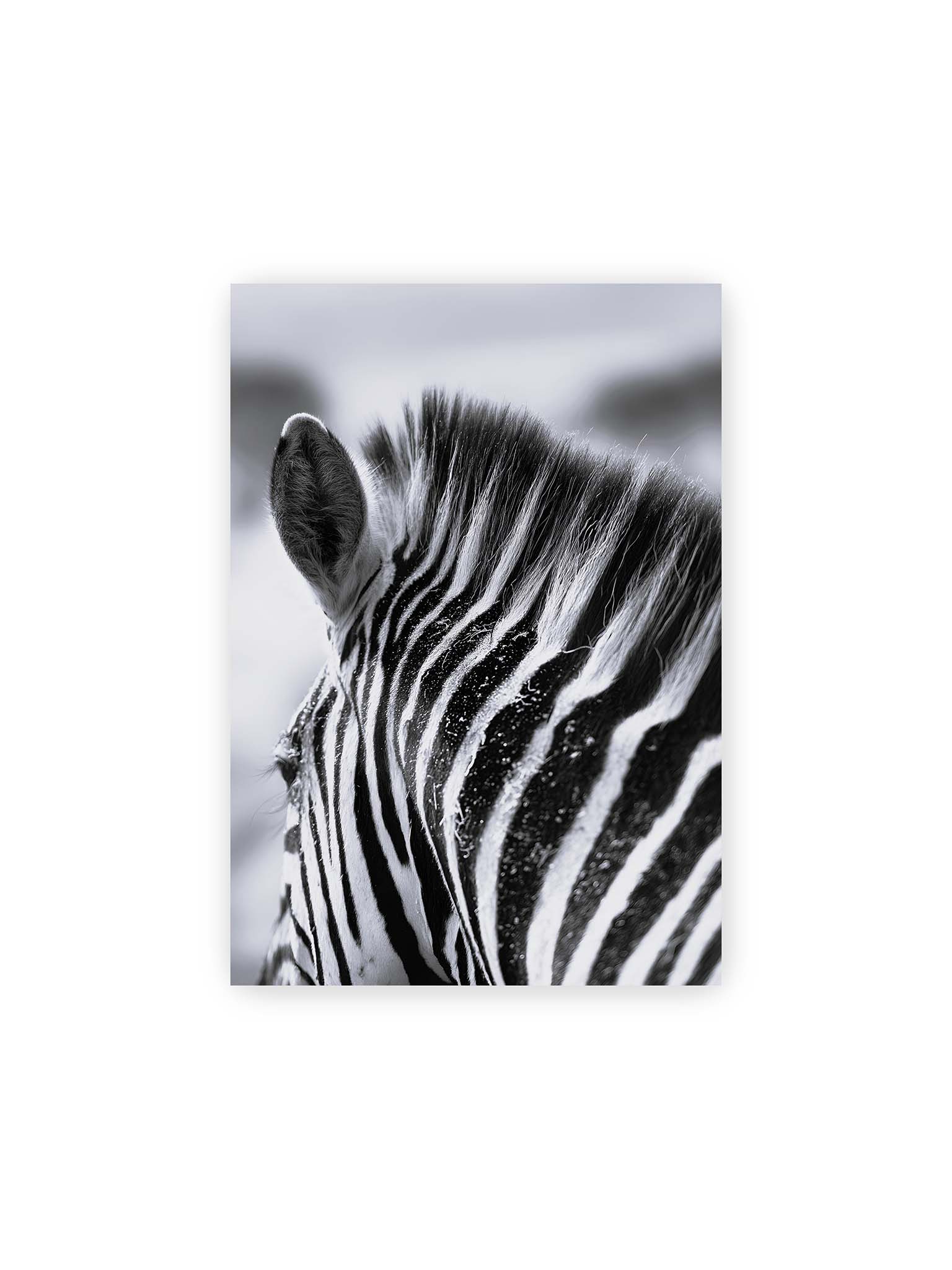 21x30 cm – Nahaufnahme eines Zebras mit kontrastreichen schwarzen und weißen Streifen und sichtbarer Mähne im Detail.