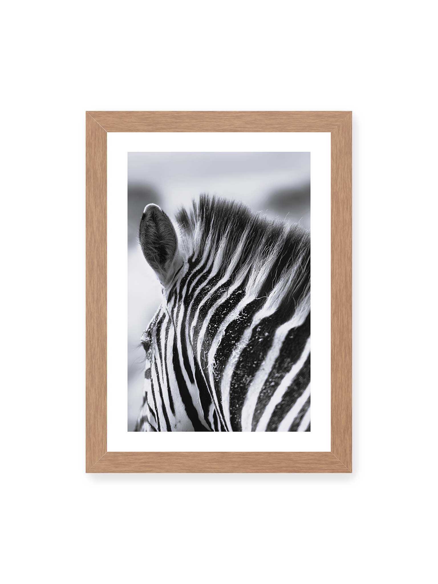 21x30 cm, weißer Galerie-Rand, Eichenrahmen – Nahaufnahme eines Zebras mit kontrastreichen schwarzen und weißen Streifen und sichtbarer Mähne im Detail.