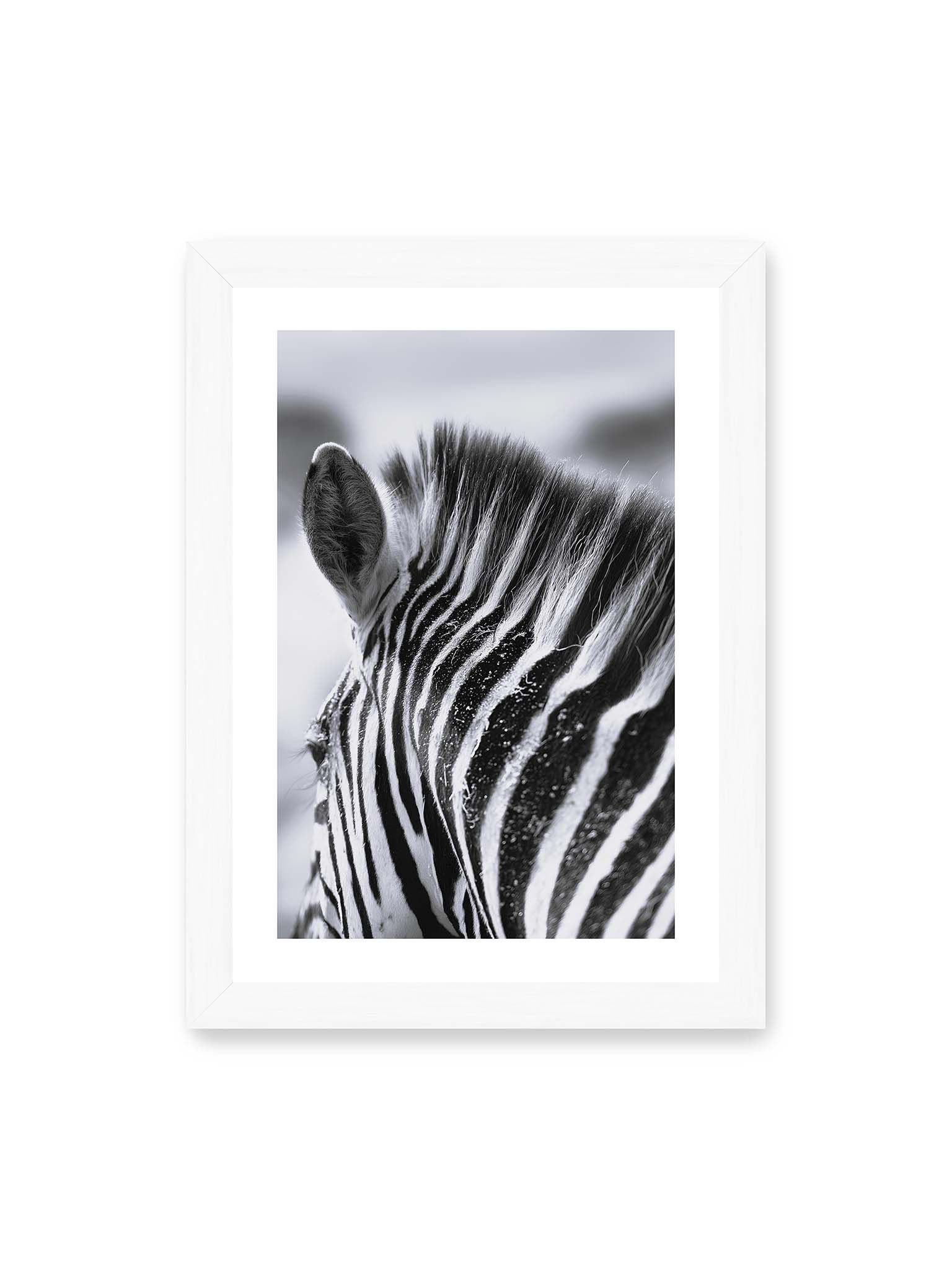 21x30 cm, weißer Galerie-Rand, weißer Rahmen – Nahaufnahme eines Zebras mit kontrastreichen schwarzen und weißen Streifen und sichtbarer Mähne im Detail.