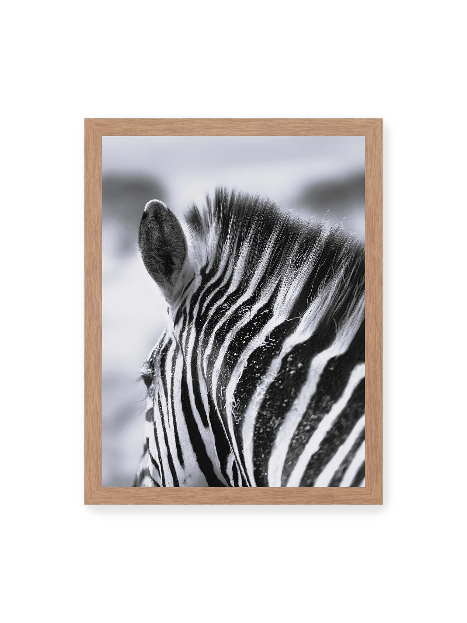 30x40 cm, Eichenrahmen – Nahaufnahme eines Zebras mit kontrastreichen schwarzen und weißen Streifen und sichtbarer Mähne im Detail.