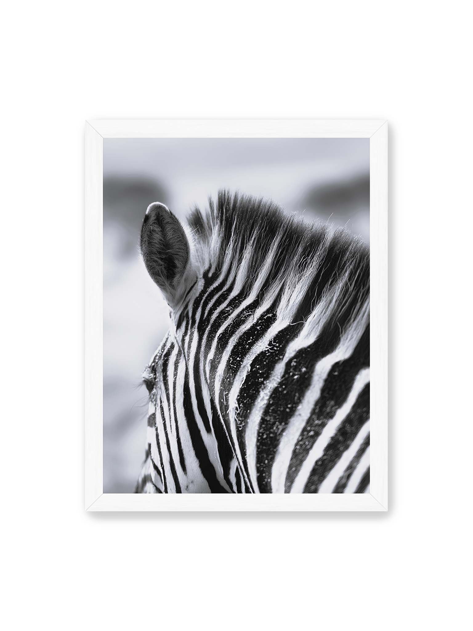 30x40 cm, weißer Rahmen – Nahaufnahme eines Zebras mit kontrastreichen schwarzen und weißen Streifen und sichtbarer Mähne im Detail.
