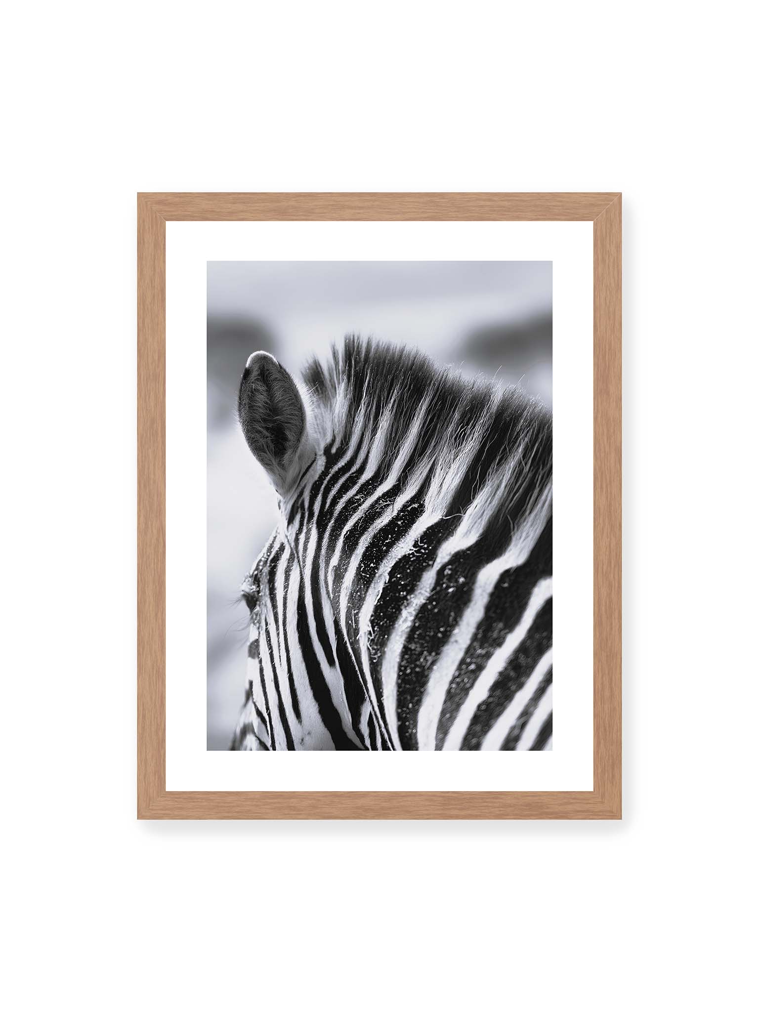 30x40 cm, weißer Galerie-Rand, Eichenrahmen – Nahaufnahme eines Zebras mit kontrastreichen schwarzen und weißen Streifen und sichtbarer Mähne im Detail.