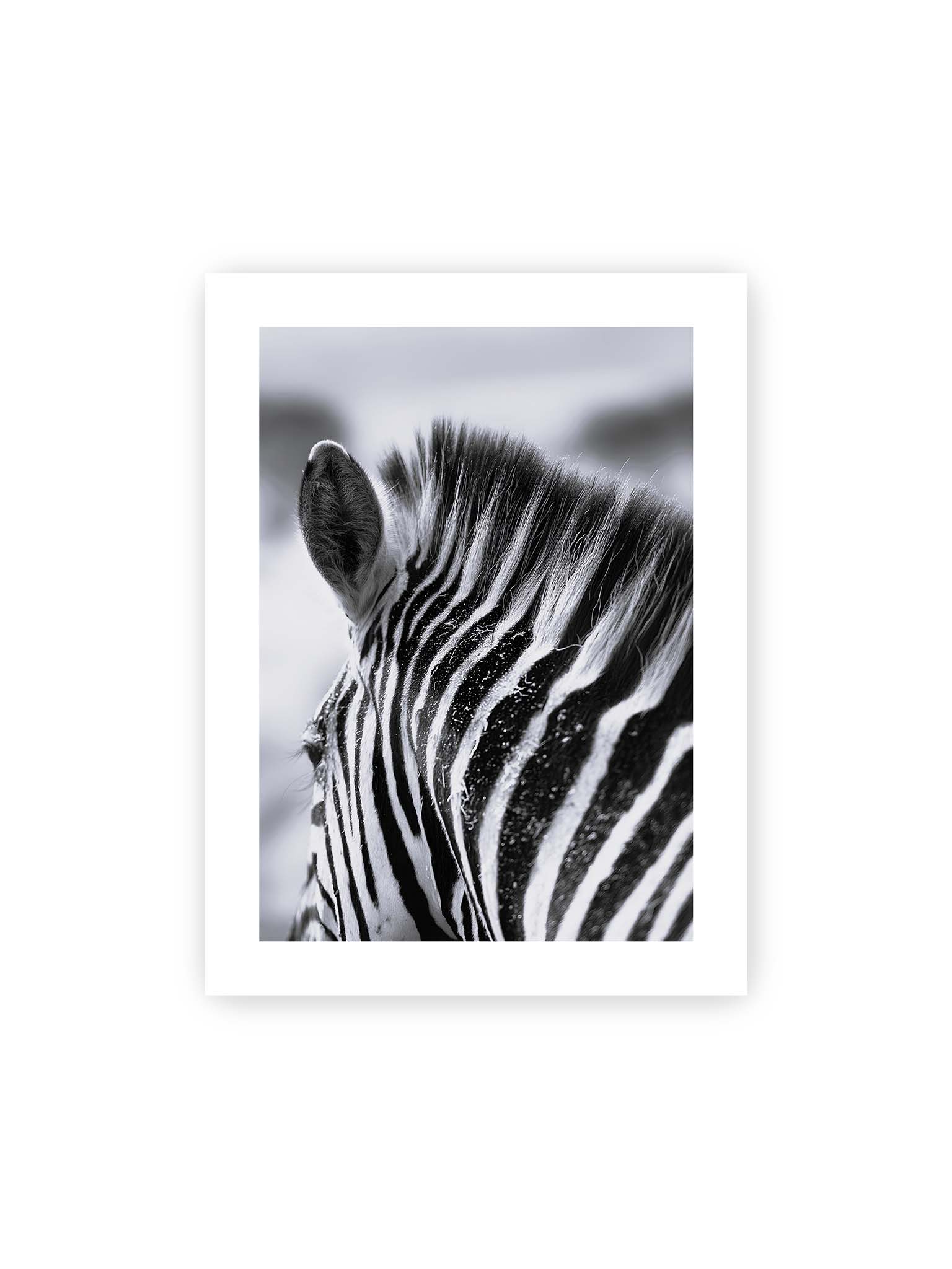 30x40 cm, weißer Galerie-Rand – Nahaufnahme eines Zebras mit kontrastreichen schwarzen und weißen Streifen und sichtbarer Mähne im Detail.