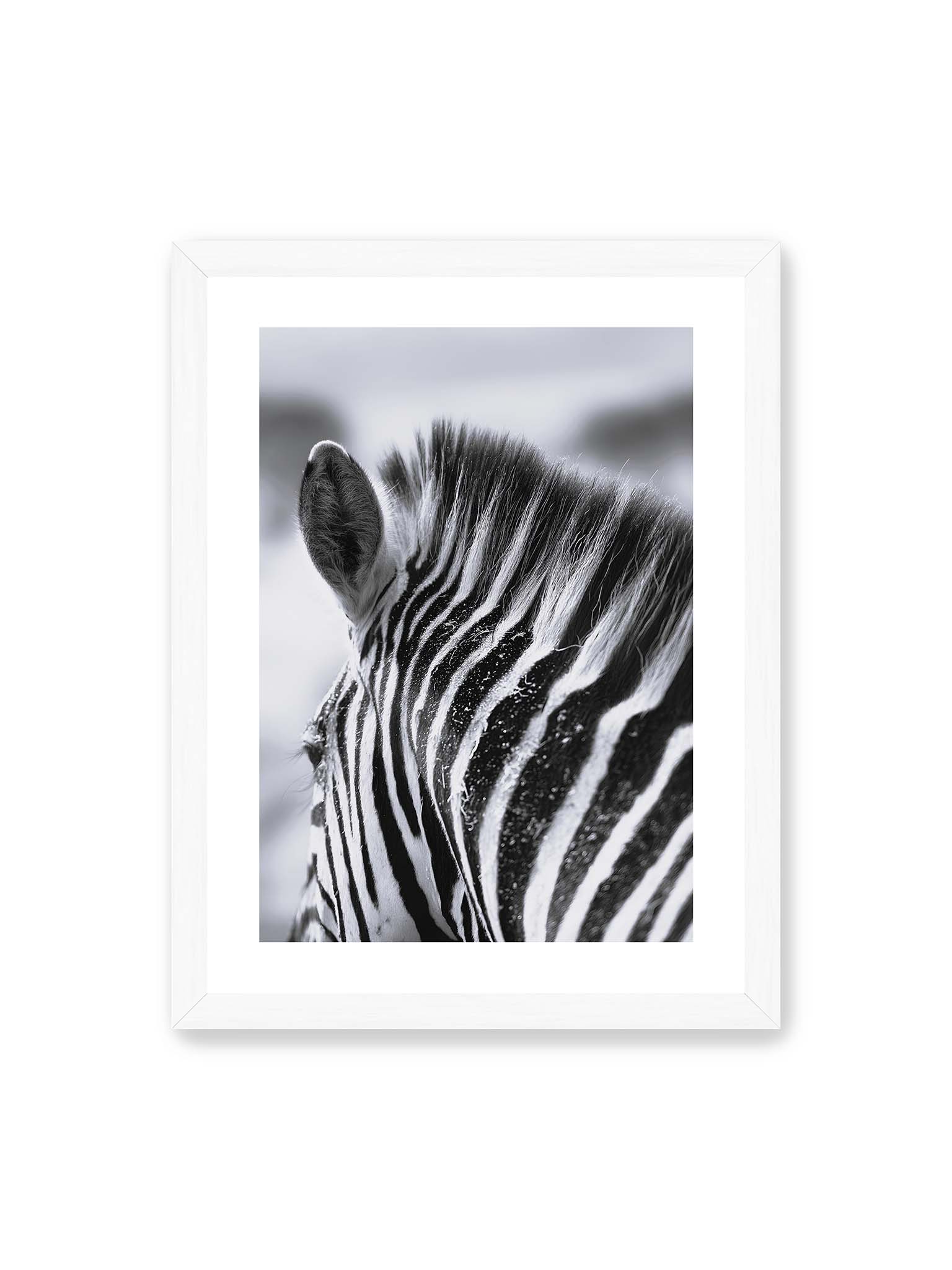30x40 cm, weißer Galerie-Rand, weißer Rahmen – Nahaufnahme eines Zebras mit kontrastreichen schwarzen und weißen Streifen und sichtbarer Mähne im Detail.