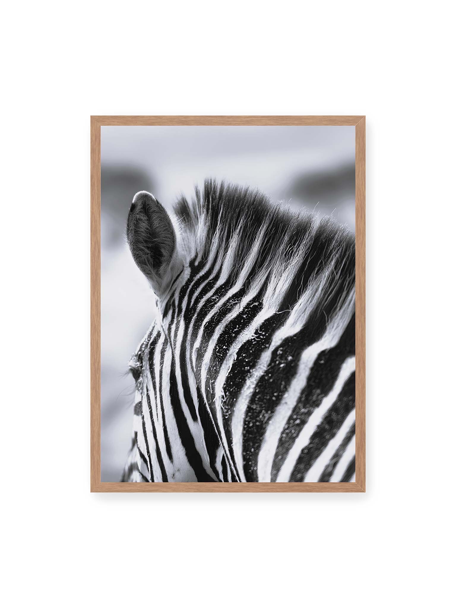 50x70 cm, Eichenrahmen – Nahaufnahme eines Zebras mit kontrastreichen schwarzen und weißen Streifen und sichtbarer Mähne im Detail.