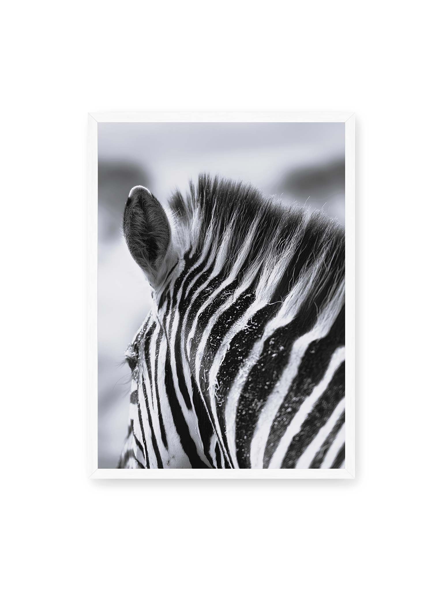 50x70 cm, weißer Rahmen – Nahaufnahme eines Zebras mit kontrastreichen schwarzen und weißen Streifen und sichtbarer Mähne im Detail.