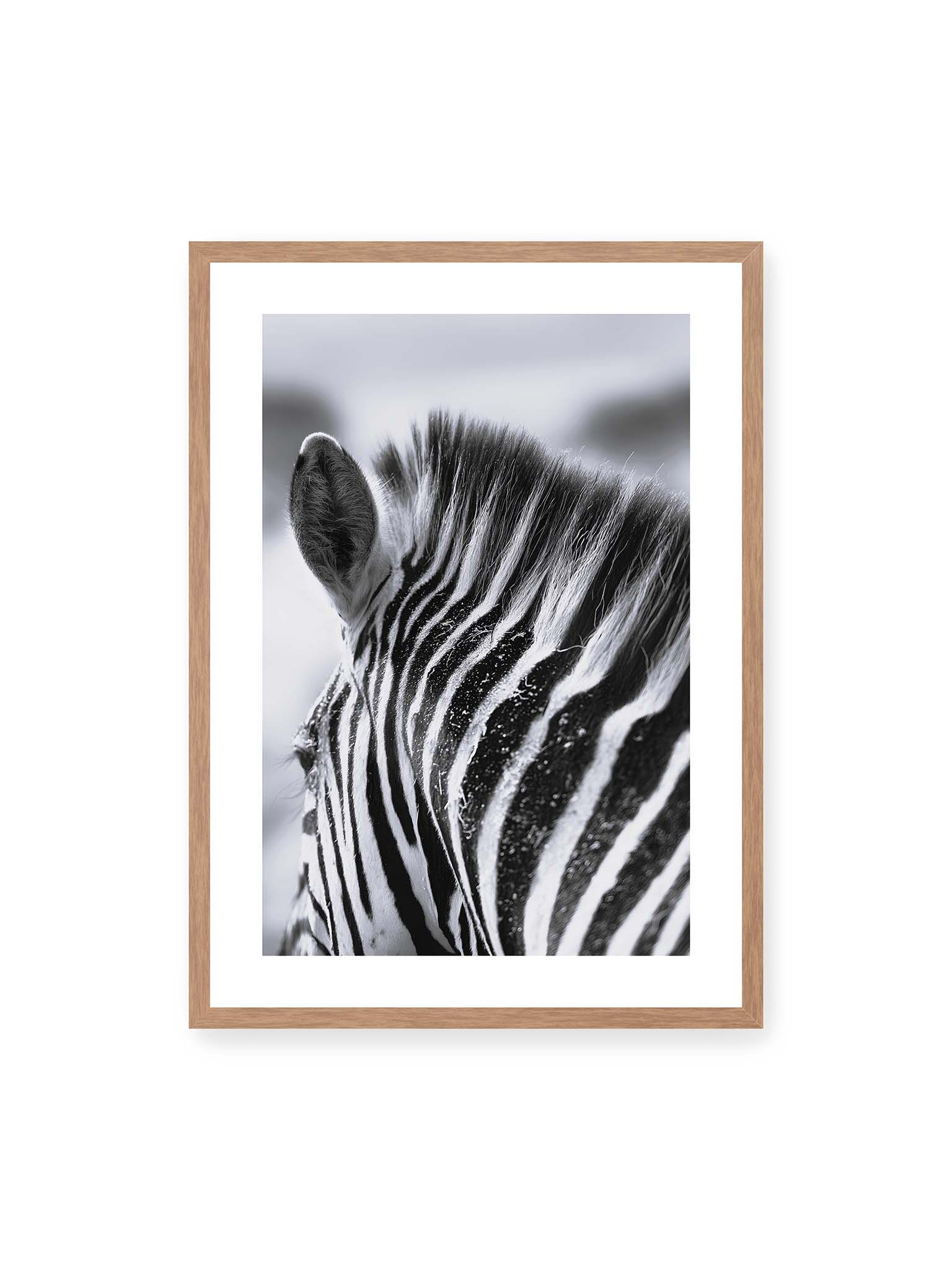 50x70 cm, weißer Galerie-Rand, Eichenrahmen – Nahaufnahme eines Zebras mit kontrastreichen schwarzen und weißen Streifen und sichtbarer Mähne im Detail.