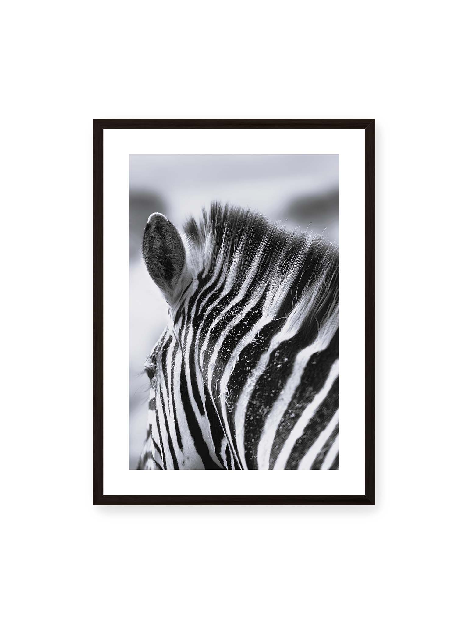 50x70 cm, weißer Galerie-Rand, schwarzer Rahmen – Nahaufnahme eines Zebras mit kontrastreichen schwarzen und weißen Streifen und sichtbarer Mähne im Detail.
