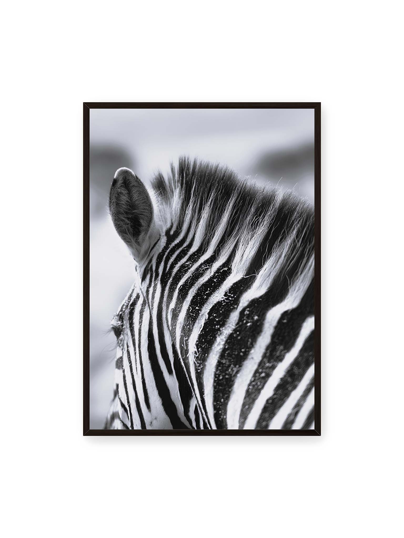 70x100 cm, schwarzer Rahmen – Nahaufnahme eines Zebras mit kontrastreichen schwarzen und weißen Streifen und sichtbarer Mähne im Detail.