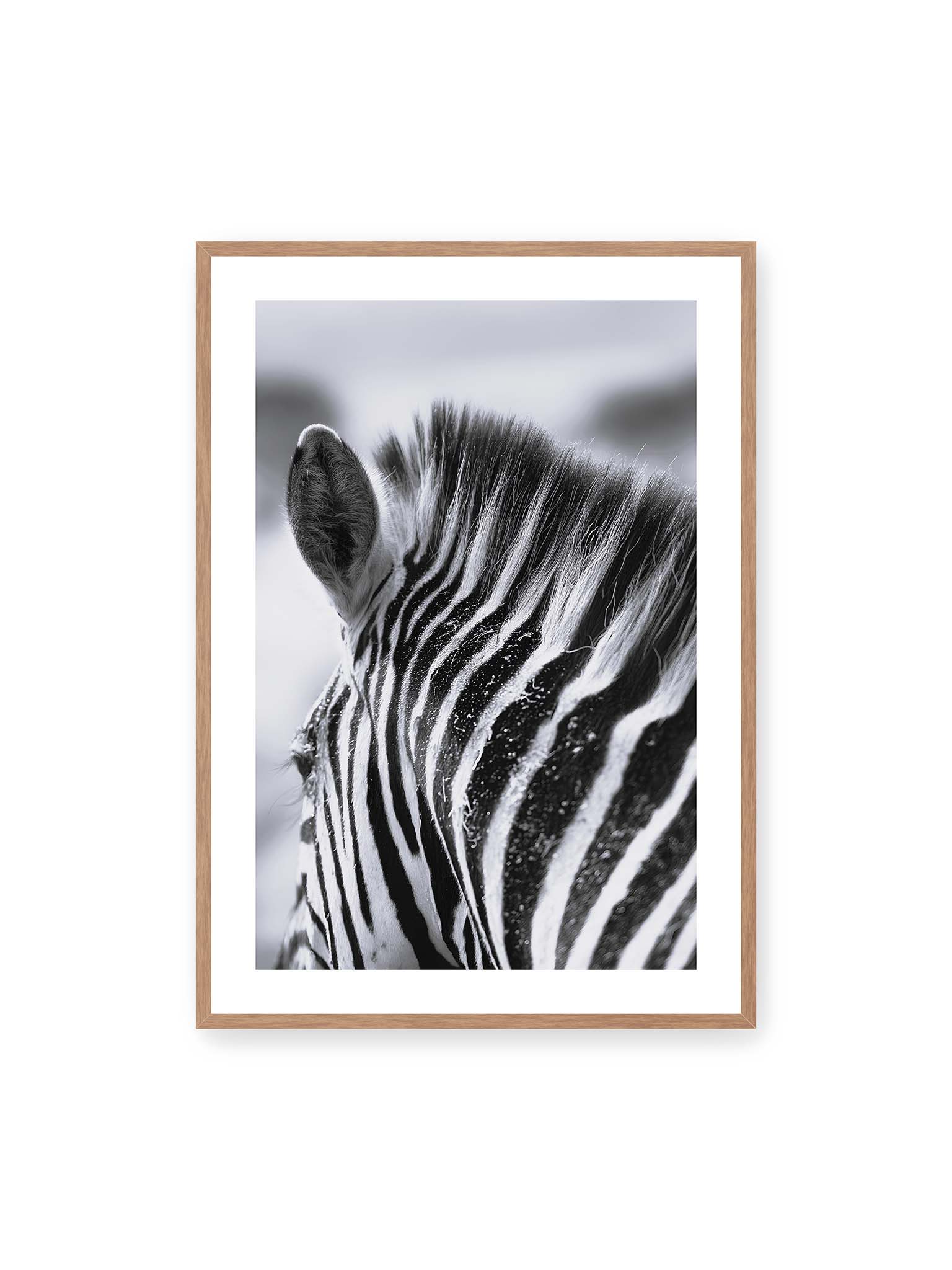 70x100 cm, weißer Galerie-Rand, Eichenrahmen – Nahaufnahme eines Zebras mit kontrastreichen schwarzen und weißen Streifen und sichtbarer Mähne im Detail.