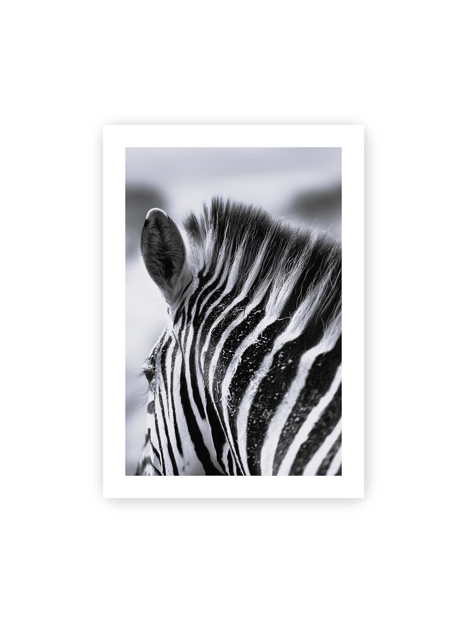 70x100 cm, weißer Galerie-Rand – Nahaufnahme eines Zebras mit kontrastreichen schwarzen und weißen Streifen und sichtbarer Mähne im Detail.