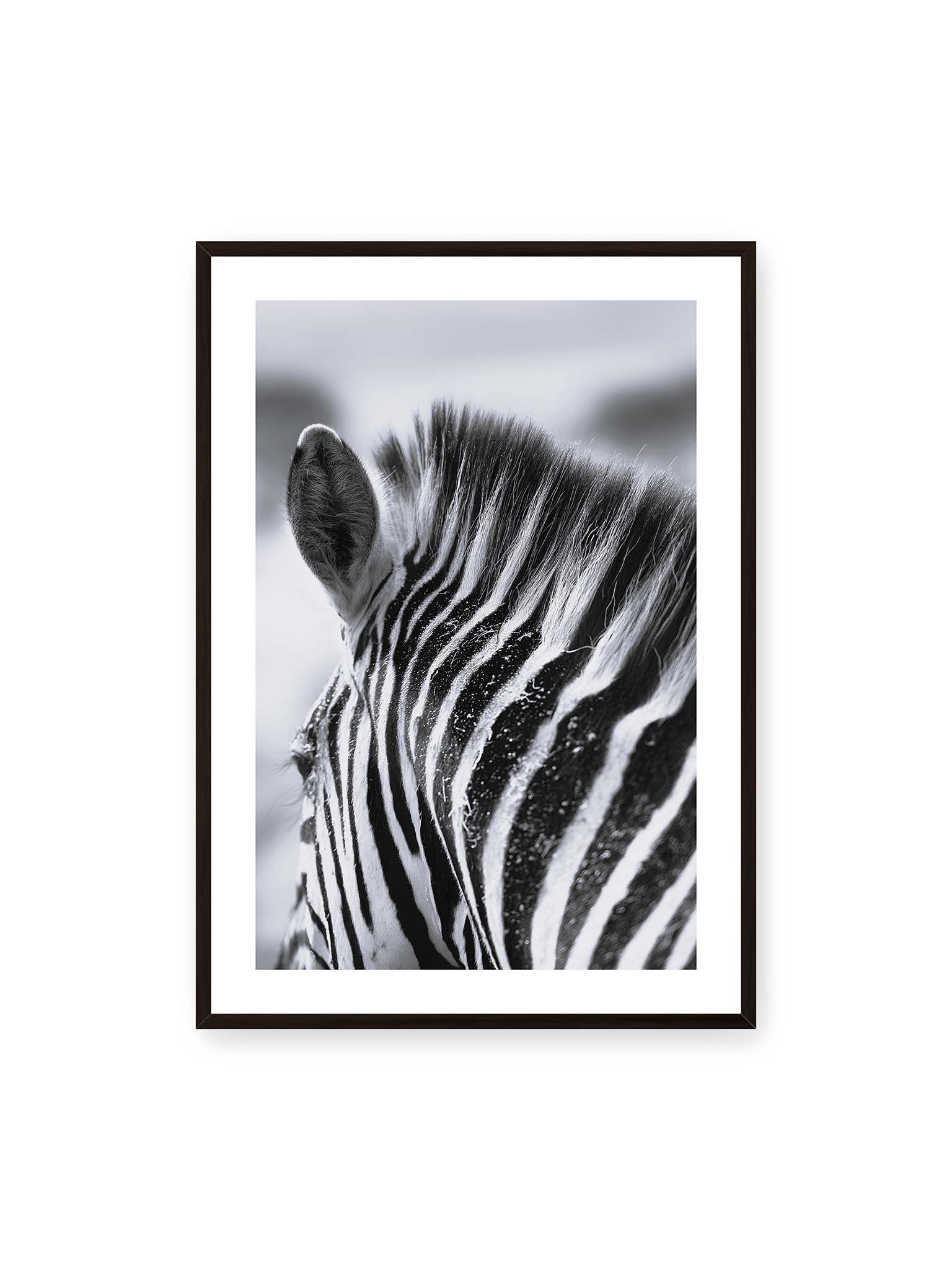 70x100 cm, weißer Galerie-Rand, schwarzer Rahmen – Nahaufnahme eines Zebras mit kontrastreichen schwarzen und weißen Streifen und sichtbarer Mähne im Detail.