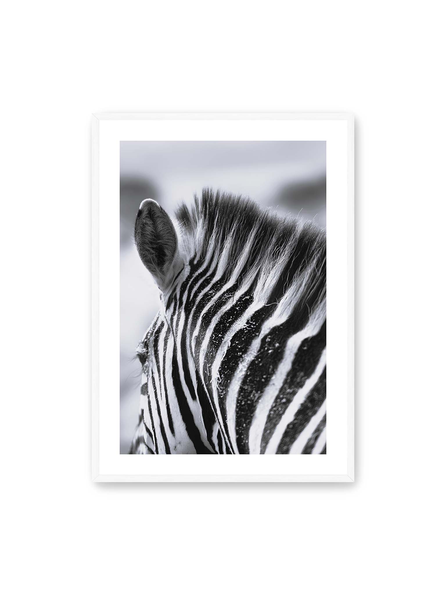 70x100 cm, weißer Galerie-Rand, weißer Rahmen – Nahaufnahme eines Zebras mit kontrastreichen schwarzen und weißen Streifen und sichtbarer Mähne im Detail.