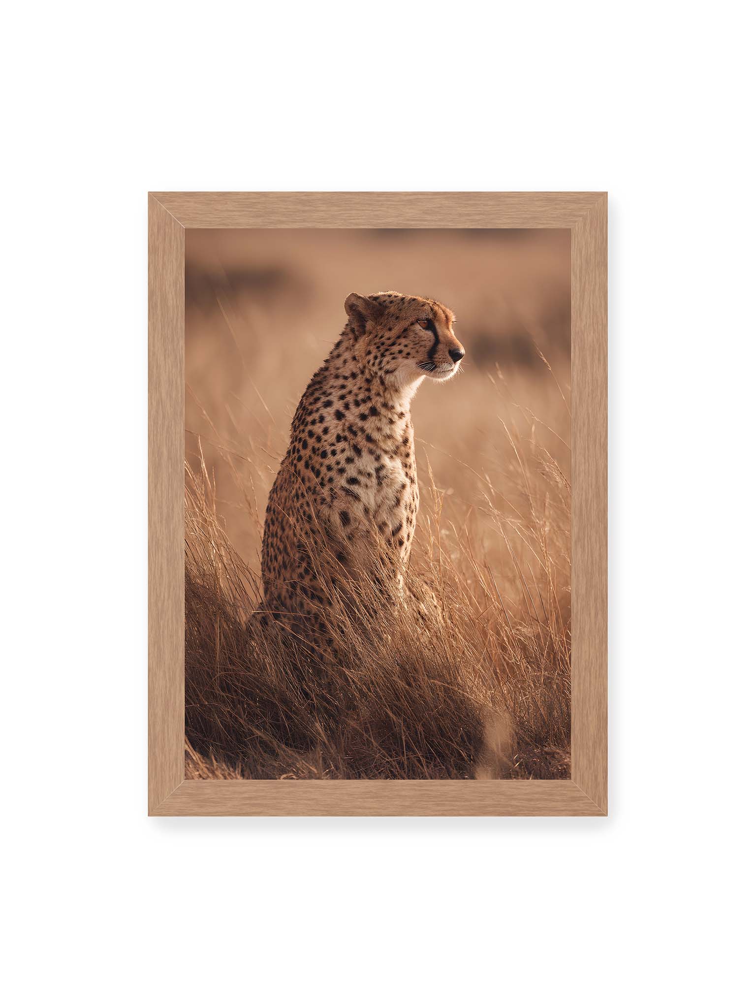 21x30 cm, Eichenrahmen – Gepard sitzt im hohen goldenen Gras der Savanne und blickt aufmerksam in die Ferne im warmen Licht.