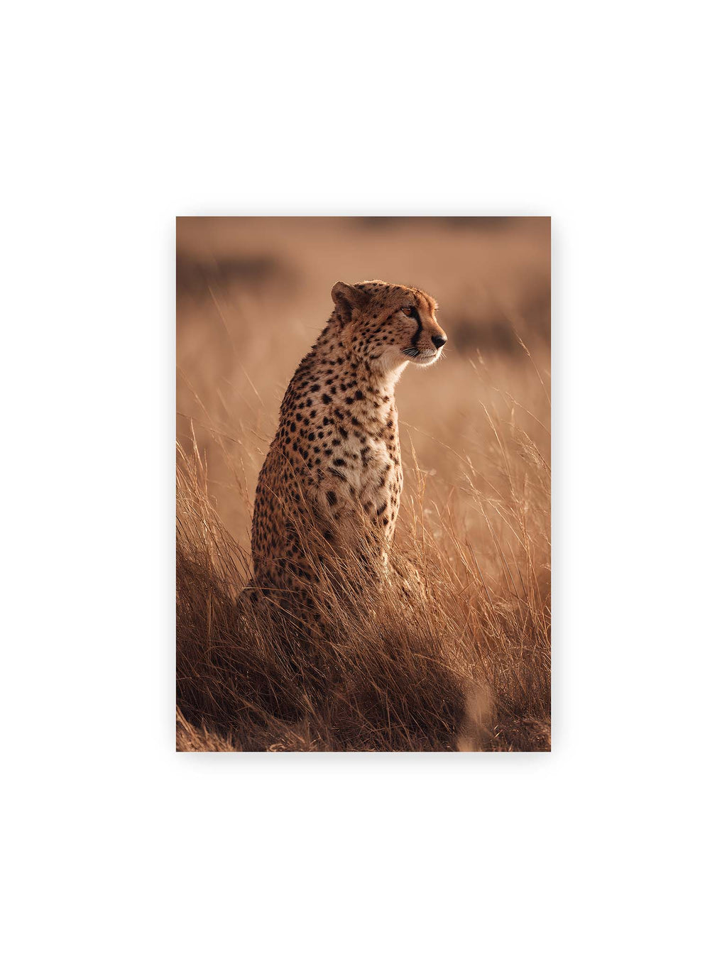 21x30 cm – Gepard sitzt im hohen goldenen Gras der Savanne und blickt aufmerksam in die Ferne im warmen Licht.