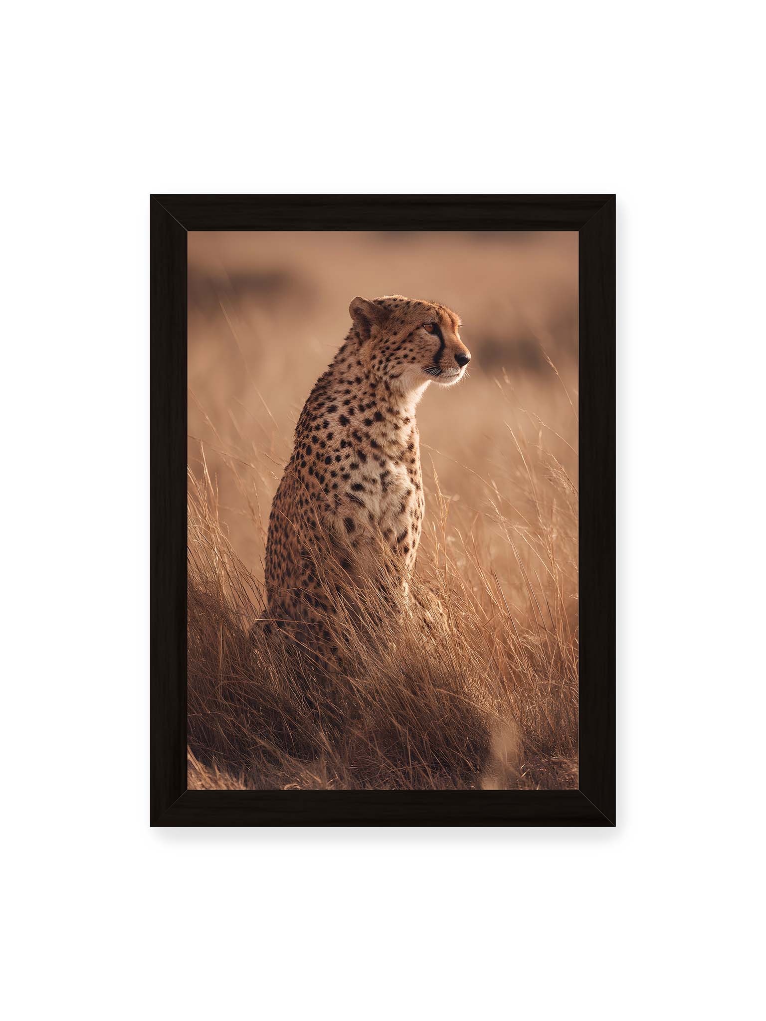 21x30 cm, schwarzer Rahmen – Gepard sitzt im hohen goldenen Gras der Savanne und blickt aufmerksam in die Ferne im warmen Licht.