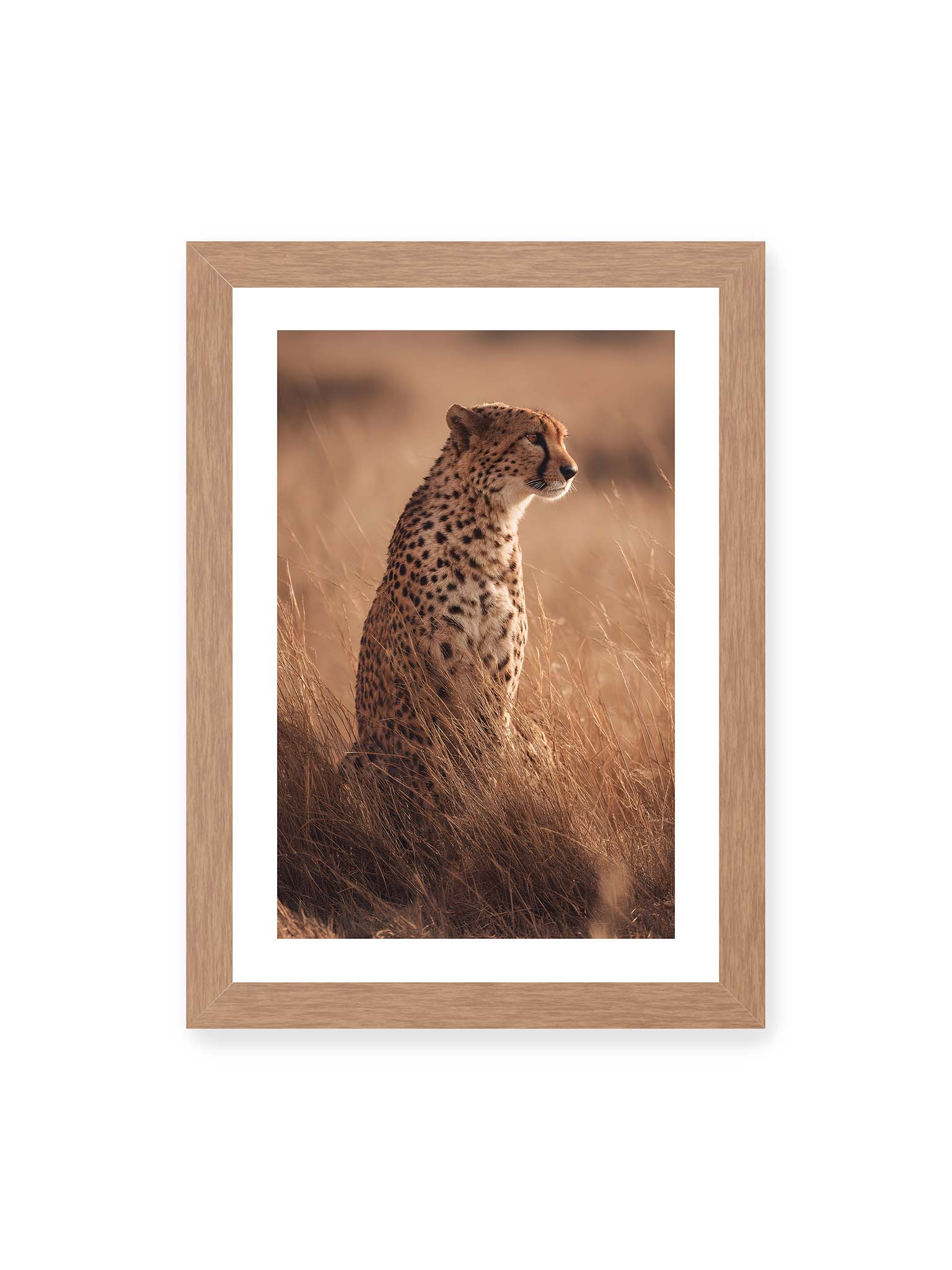 21x30 cm, weißer Galerie-Rand, Eichenrahmen – Gepard sitzt im hohen goldenen Gras der Savanne und blickt aufmerksam in die Ferne im warmen Licht.