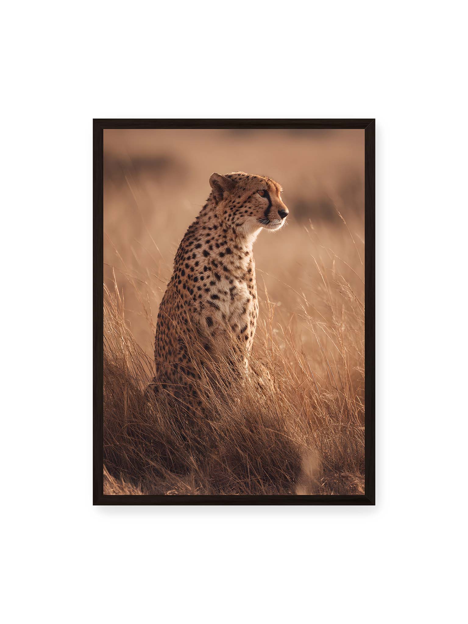 50x70 cm, schwarzer Rahmen – Gepard sitzt im hohen goldenen Gras der Savanne und blickt aufmerksam in die Ferne im warmen Licht.