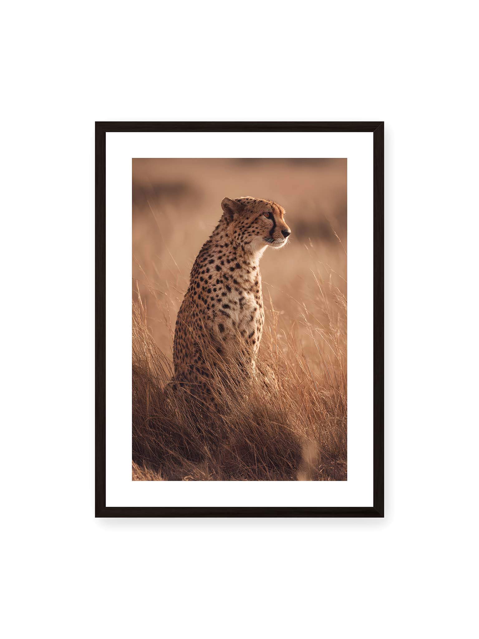 50x70 cm, weißer Galerie-Rand, schwarzer Rahmen – Gepard sitzt im hohen goldenen Gras der Savanne und blickt aufmerksam in die Ferne im warmen Licht.
