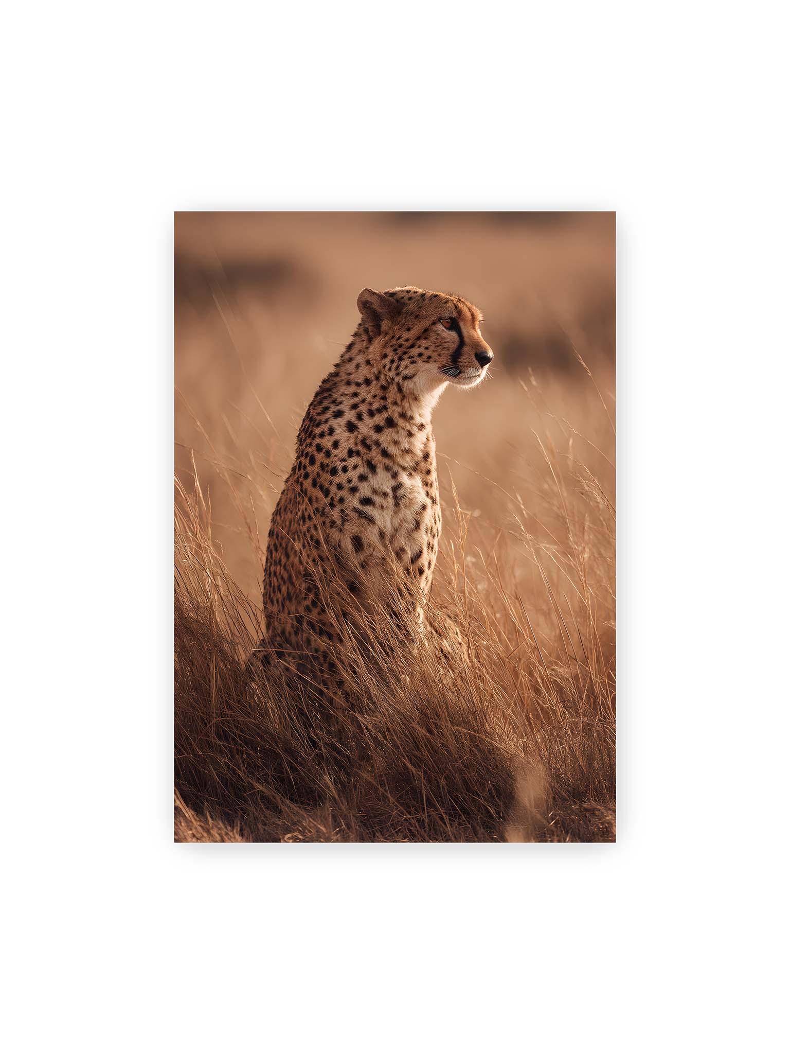 70x100 cm – Gepard sitzt im hohen goldenen Gras der Savanne und blickt aufmerksam in die Ferne im warmen Licht.