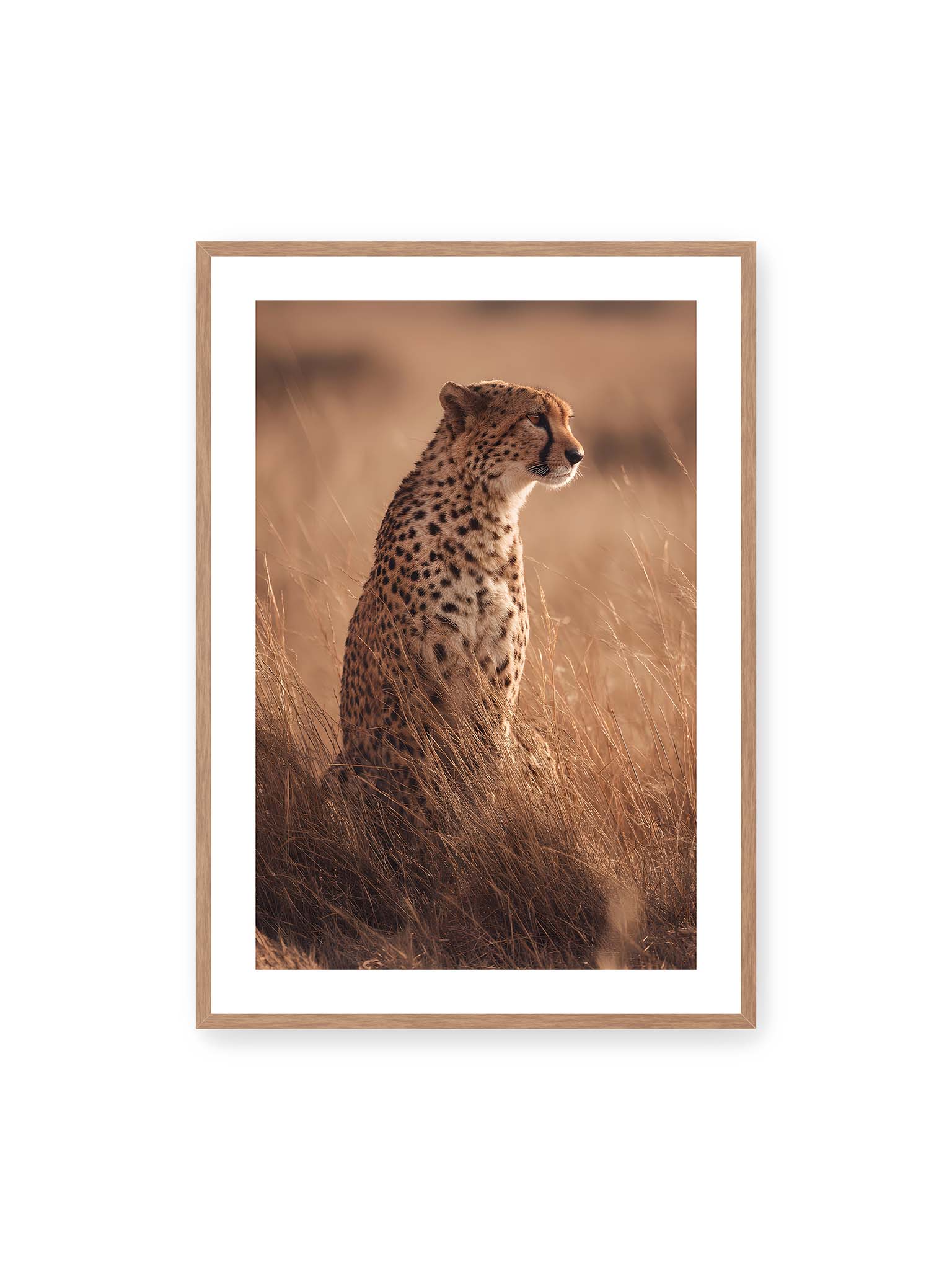 70x100 cm, weißer Galerie-Rand, Eichenrahmen – Gepard sitzt im hohen goldenen Gras der Savanne und blickt aufmerksam in die Ferne im warmen Licht.