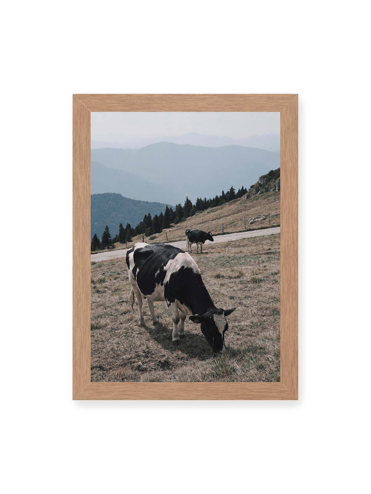 21x30 cm, Eichenrahmen – Zwei schwarzweiße Kühe auf einer Bergweide vor bewaldeten, bläulich gestaffelten Berghängen.