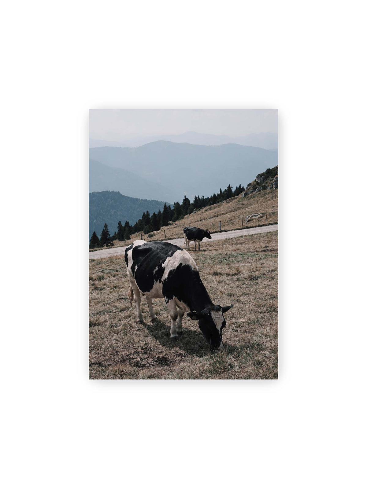 21x30 cm – Zwei schwarzweiße Kühe auf einer Bergweide vor bewaldeten, bläulich gestaffelten Berghängen.