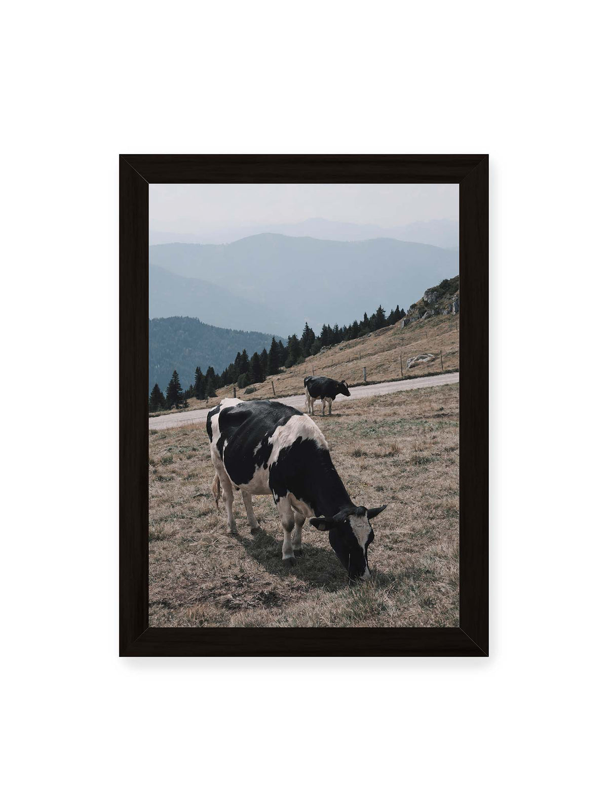 21x30 cm, schwarzer Rahmen – Zwei schwarzweiße Kühe auf einer Bergweide vor bewaldeten, bläulich gestaffelten Berghängen.
