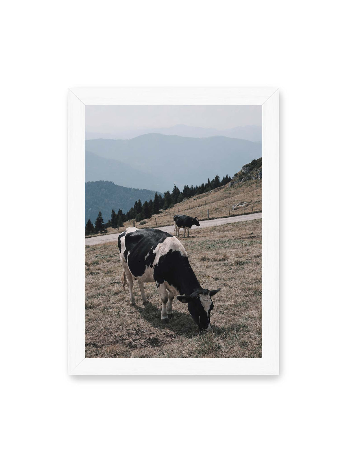 21x30 cm, weißer Rahmen – Zwei schwarzweiße Kühe auf einer Bergweide vor bewaldeten, bläulich gestaffelten Berghängen.