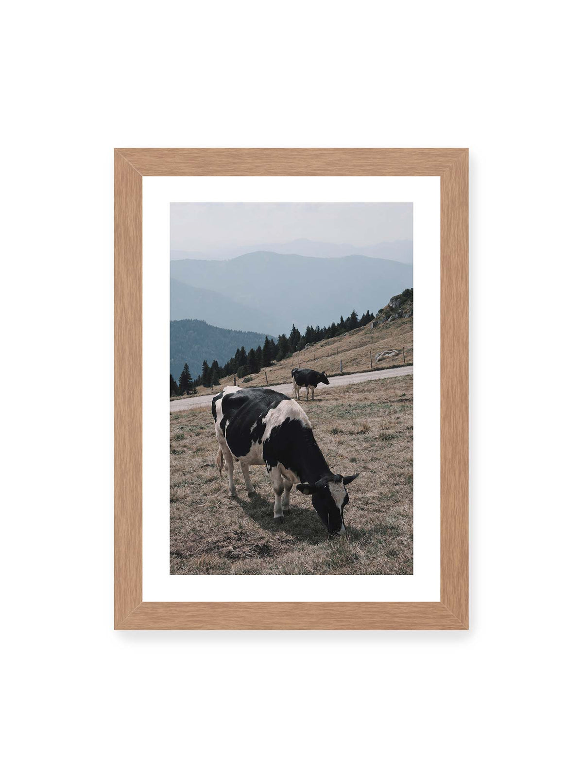 21x30 cm, weißer Galerie-Rand, Eichenrahmen – Zwei schwarzweiße Kühe auf einer Bergweide vor bewaldeten, bläulich gestaffelten Berghängen.