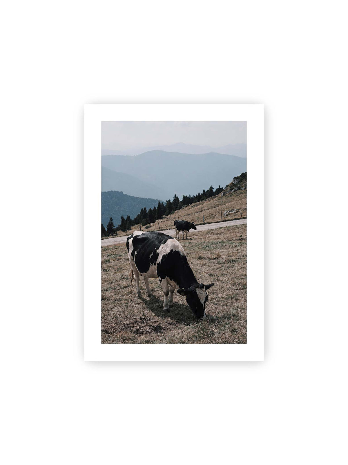 21x30 cm, weißer Galerie-Rand – Zwei schwarzweiße Kühe auf einer Bergweide vor bewaldeten, bläulich gestaffelten Berghängen.