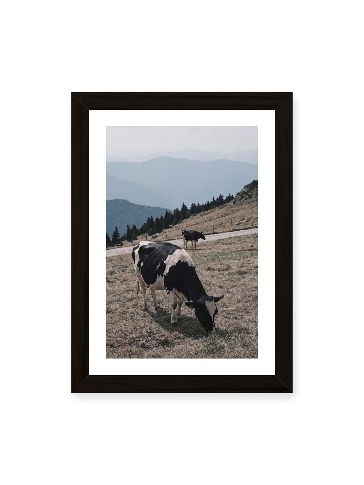 21x30 cm, weißer Galerie-Rand, schwarzer Rahmen – Zwei schwarzweiße Kühe auf einer Bergweide vor bewaldeten, bläulich gestaffelten Berghängen.