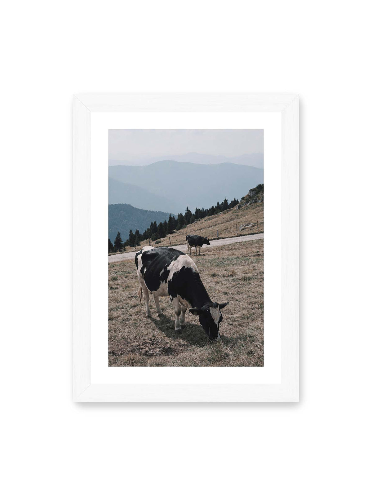 21x30 cm, weißer Galerie-Rand, weißer Rahmen – Zwei schwarzweiße Kühe auf einer Bergweide vor bewaldeten, bläulich gestaffelten Berghängen.