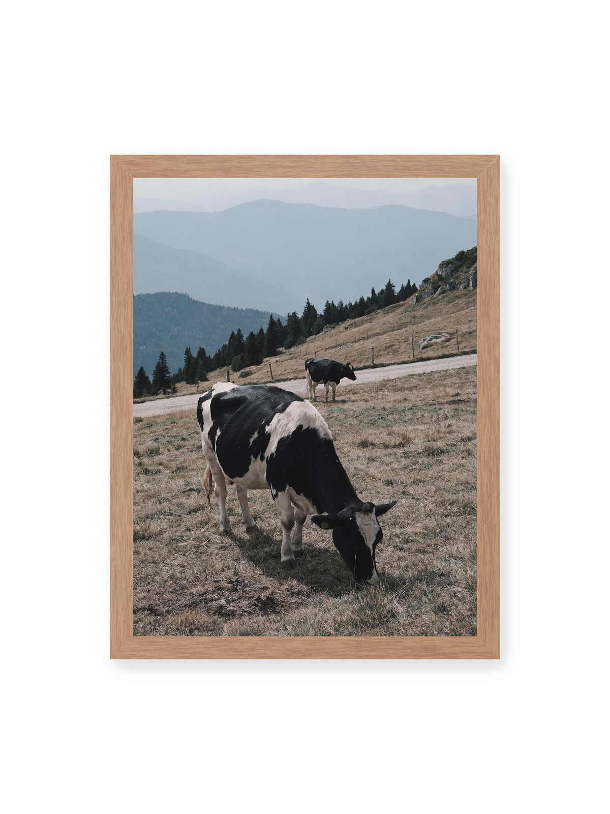 30x40 cm, Eichenrahmen – Zwei schwarzweiße Kühe auf einer Bergweide vor bewaldeten, bläulich gestaffelten Berghängen.