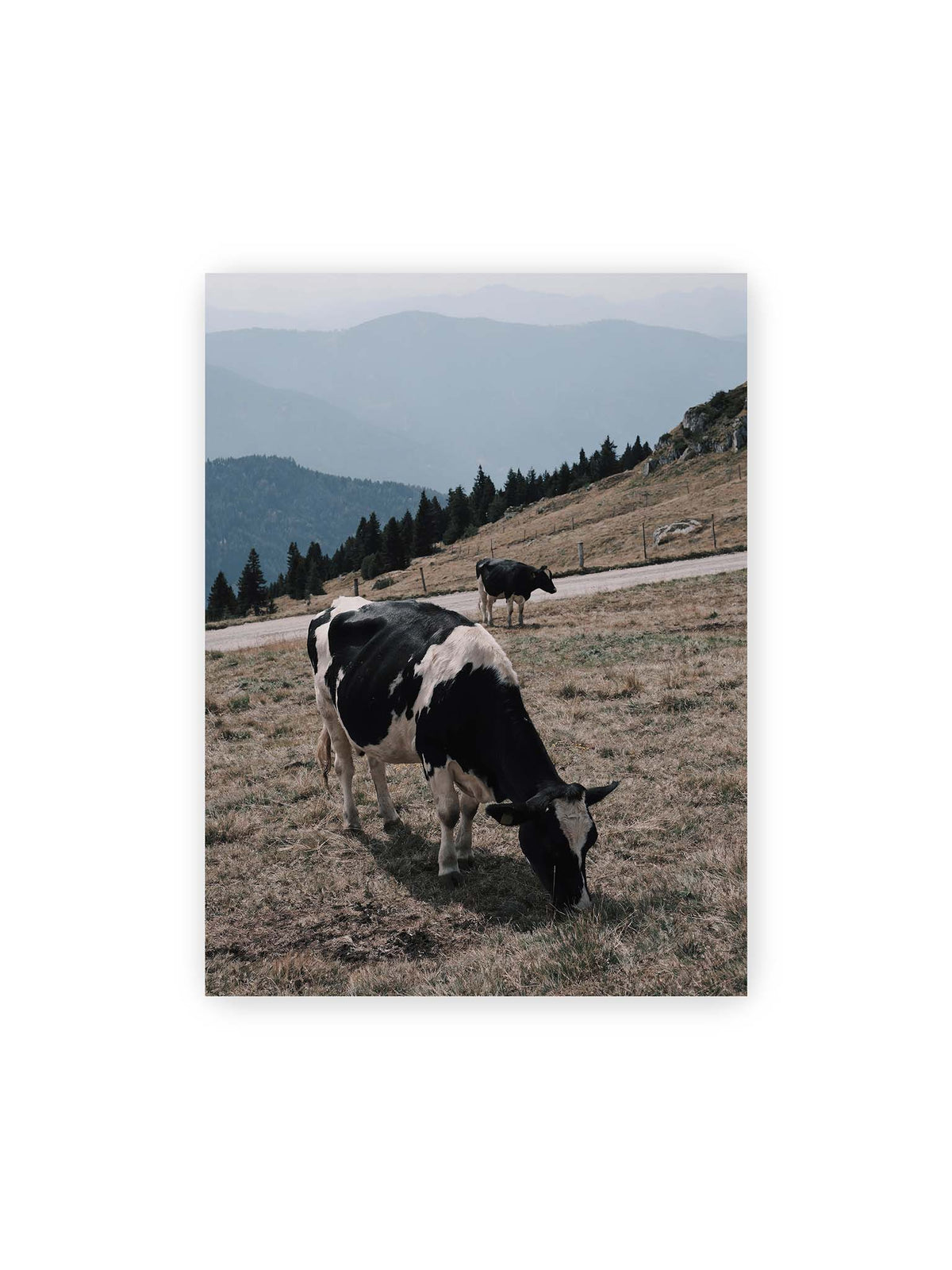 30x40 cm – Zwei schwarzweiße Kühe auf einer Bergweide vor bewaldeten, bläulich gestaffelten Berghängen.