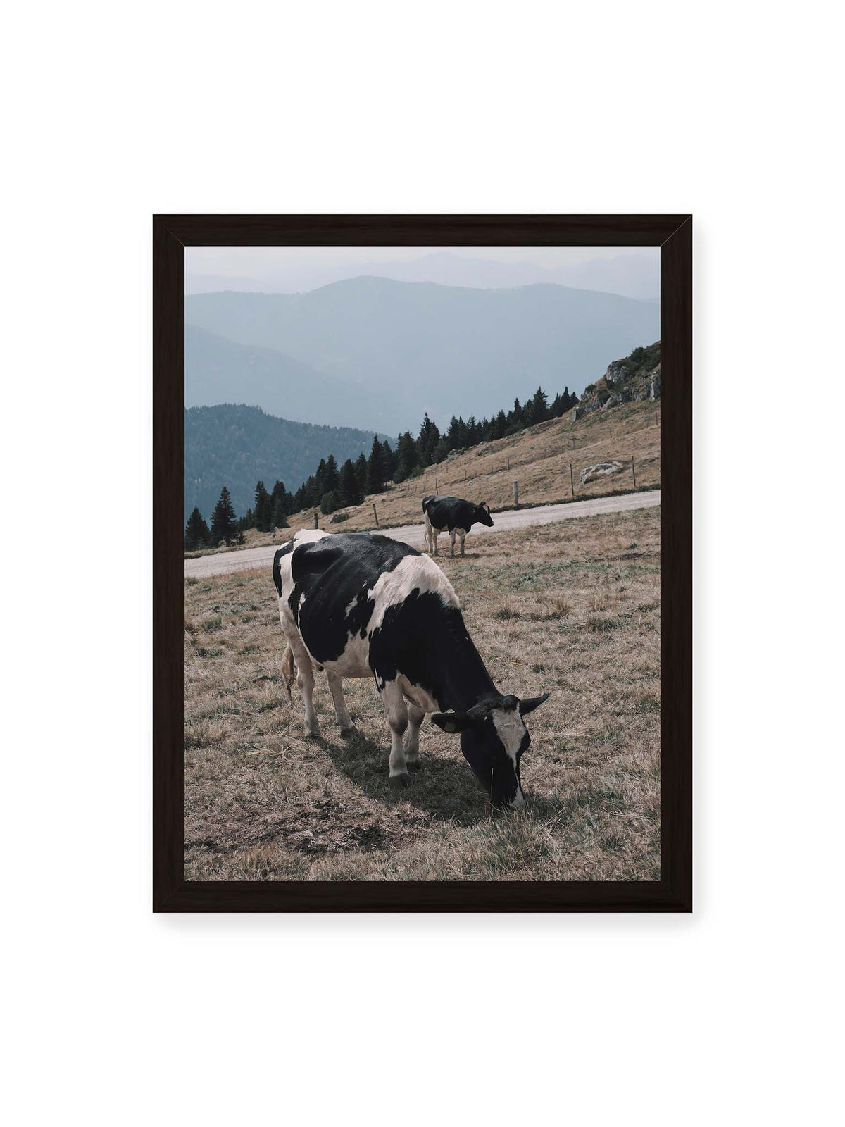 30x40 cm, schwarzer Rahmen – Zwei schwarzweiße Kühe auf einer Bergweide vor bewaldeten, bläulich gestaffelten Berghängen.
