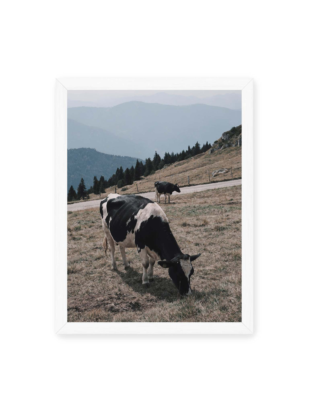 30x40 cm, weißer Rahmen – Zwei schwarzweiße Kühe auf einer Bergweide vor bewaldeten, bläulich gestaffelten Berghängen.