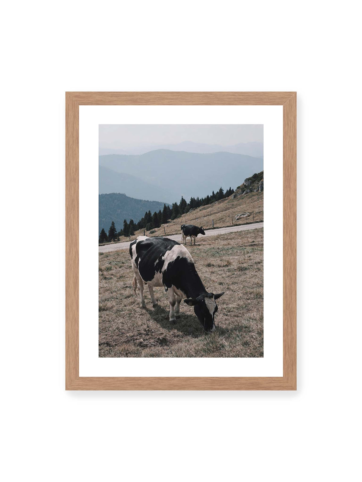 30x40 cm, weißer Galerie-Rand, Eichenrahmen – Zwei schwarzweiße Kühe auf einer Bergweide vor bewaldeten, bläulich gestaffelten Berghängen.